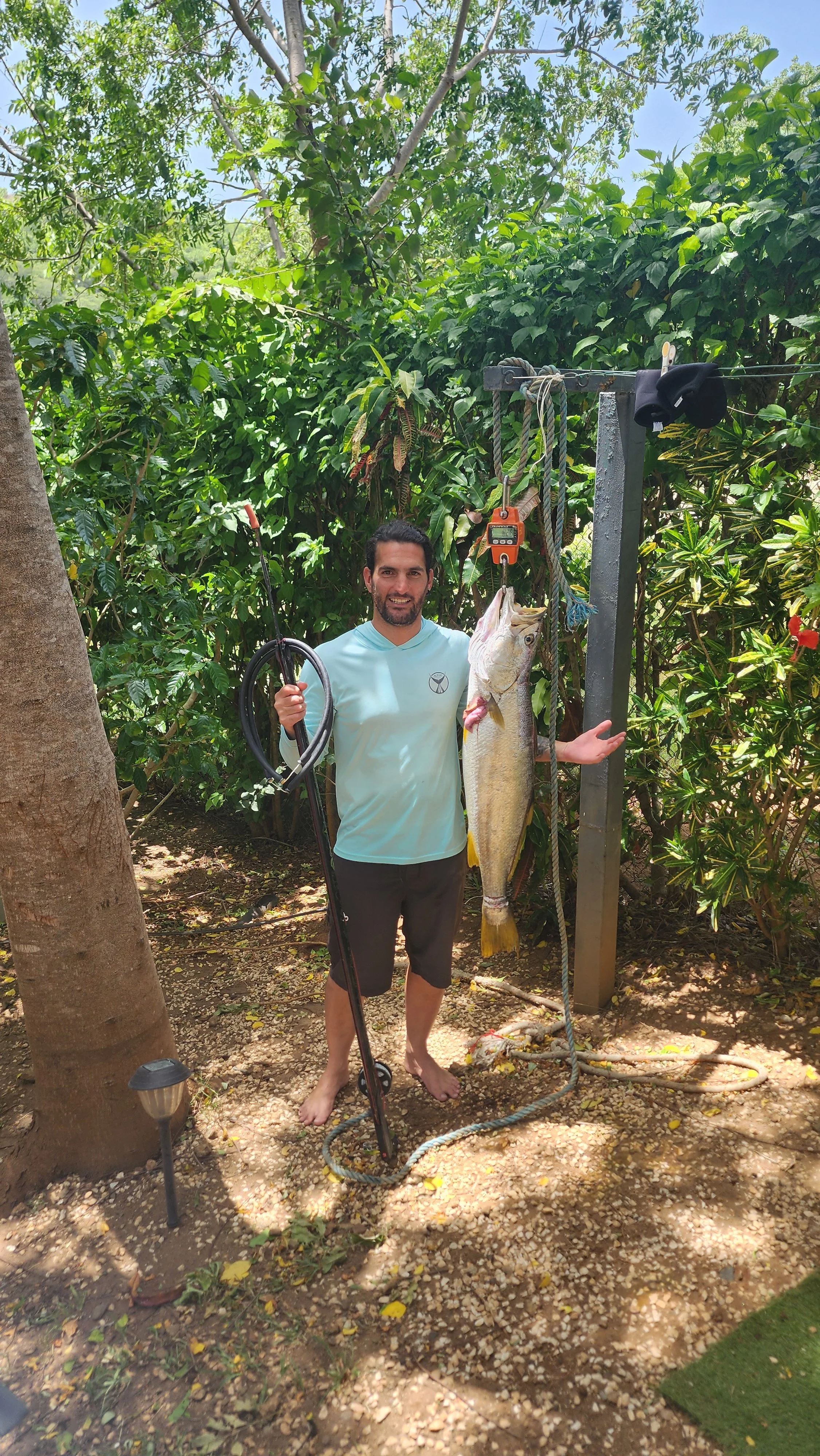 Corvina Reina