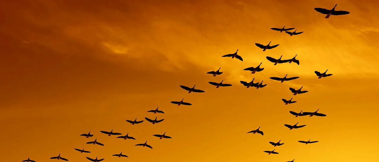 Fish And Wildlife Service Take Down Louisiana Individuals Trafficking Protected Birds