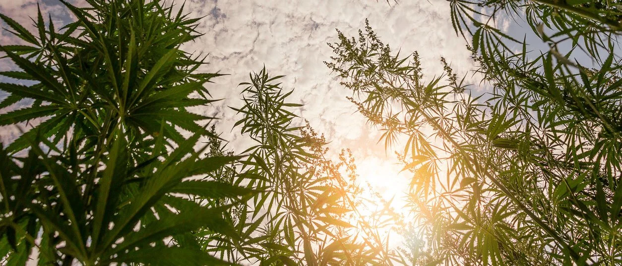 Push for Marijuana Legalization Gains Traction