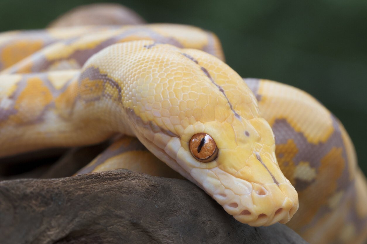 U.S. Fish and Wildlife Service Take Down Florida Couple Trafficking Indonesian Wildlife