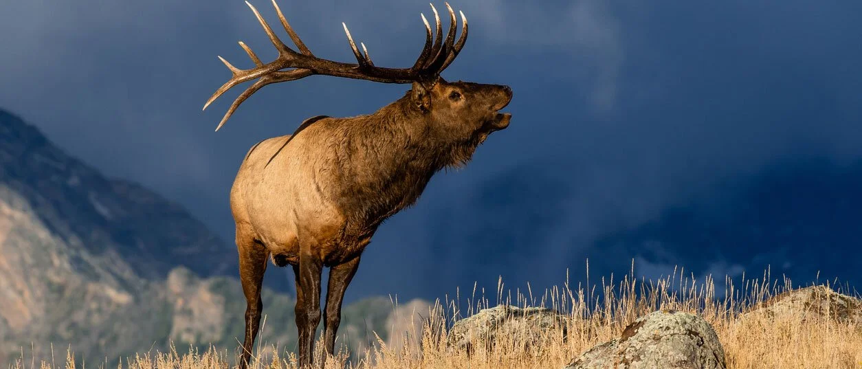 Poaching Cases Rattle Colorado Park Areas