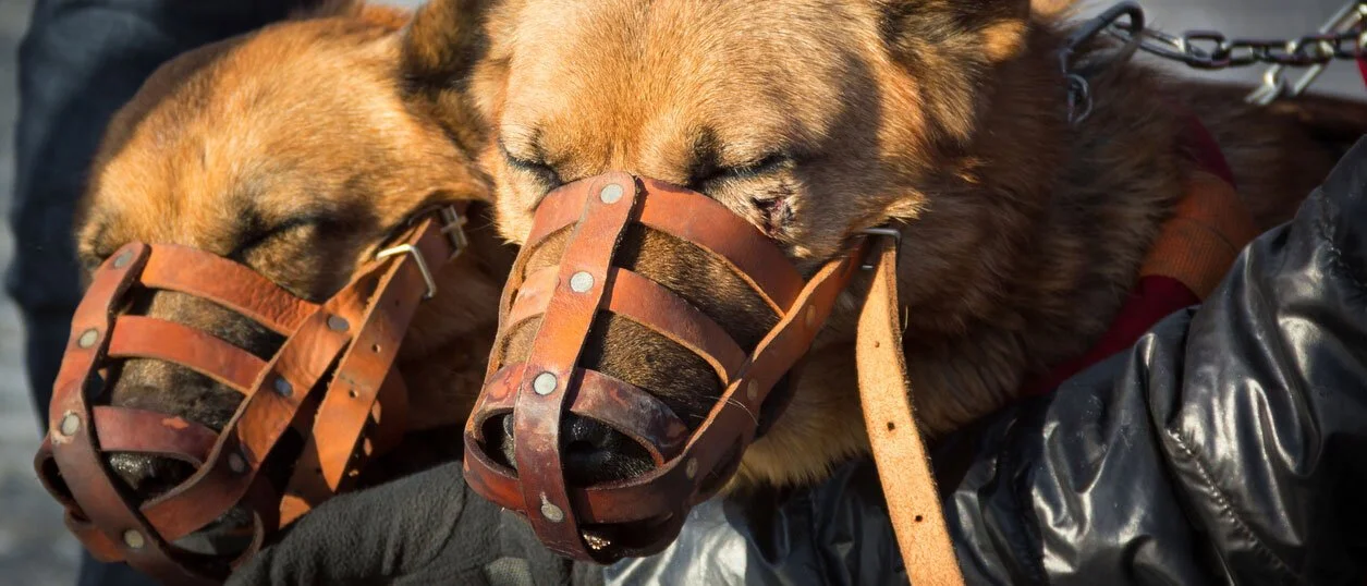 Federal Agents Seize 63 Dogs From Fighting Ring
