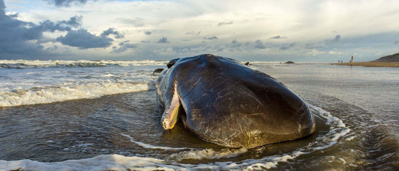 NOAA Launches Federal Investigation into Increased Whale Deaths