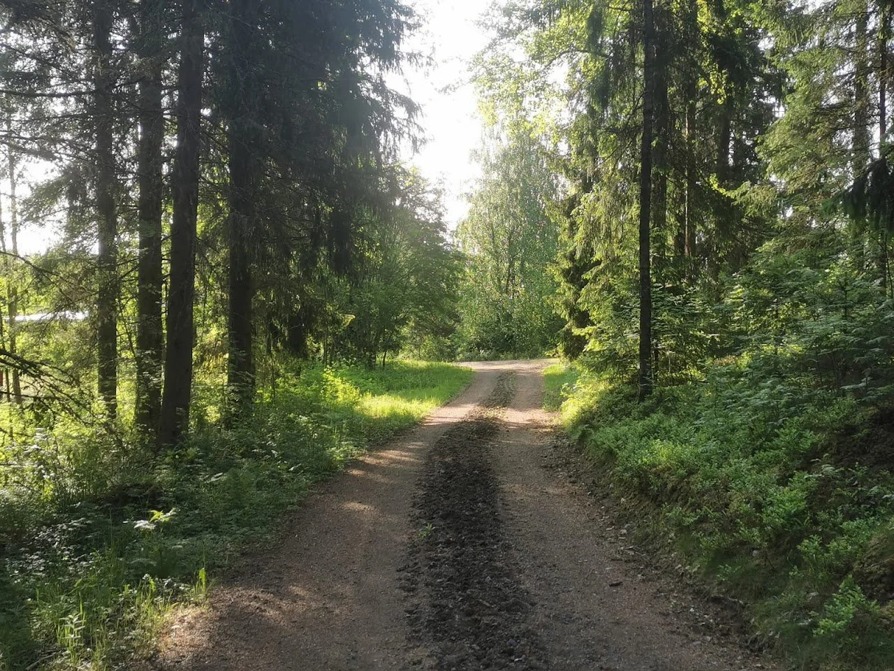 Hiekka ja sorakatu metsän keskellä, ympärillä puita ja vihreitä kasveja, auringonvalo.