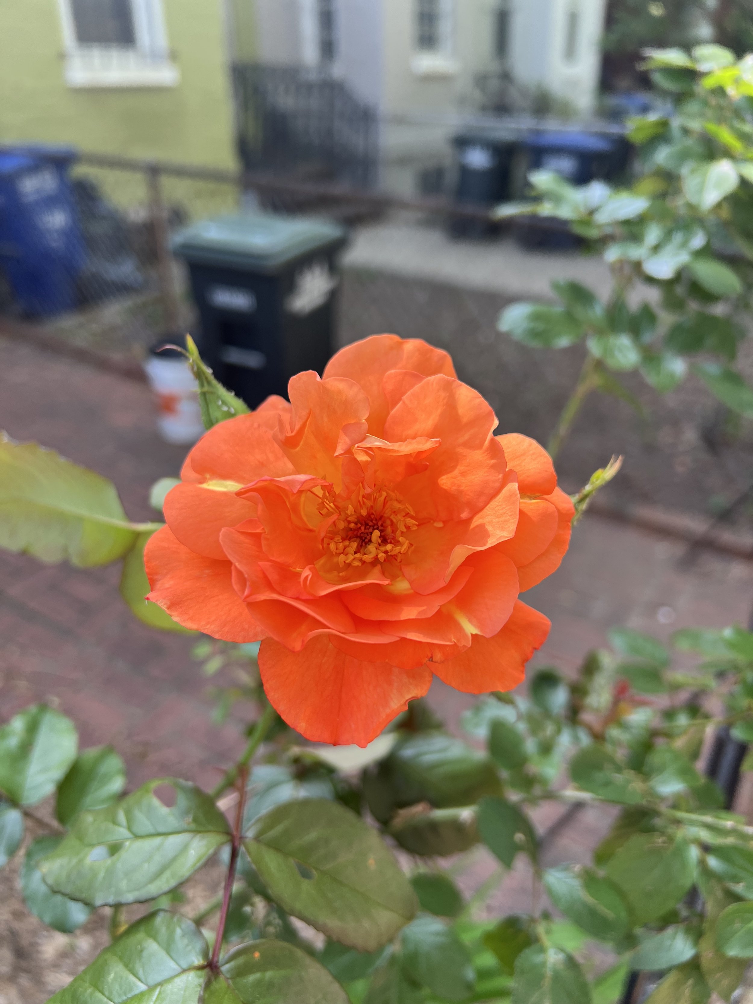 IMG_6993.jpeg