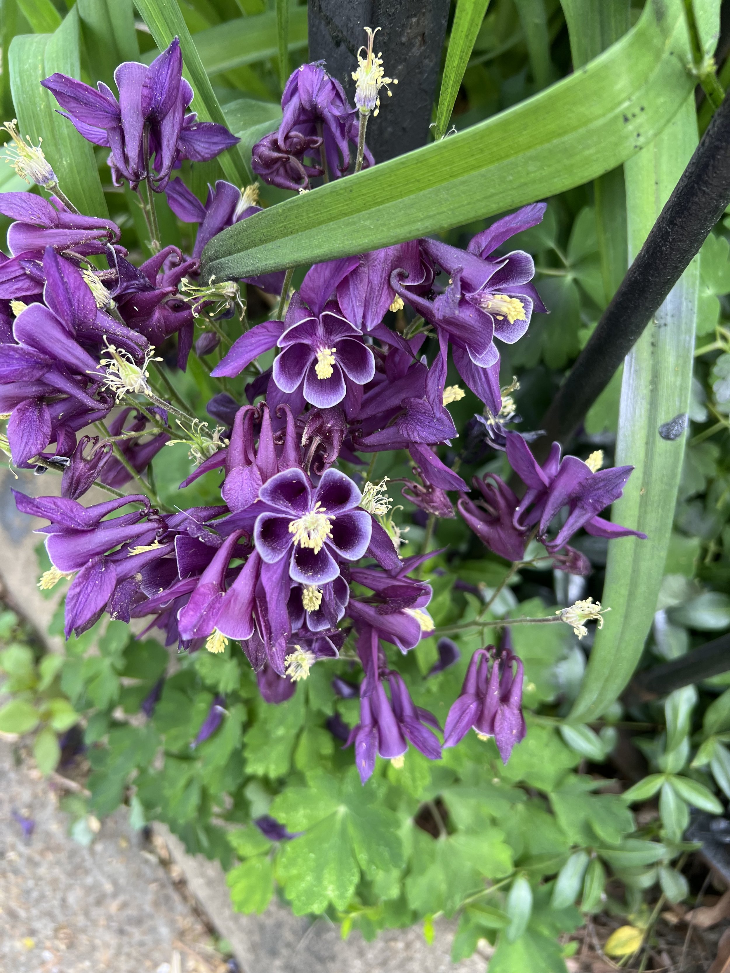 IMG_6931.jpeg