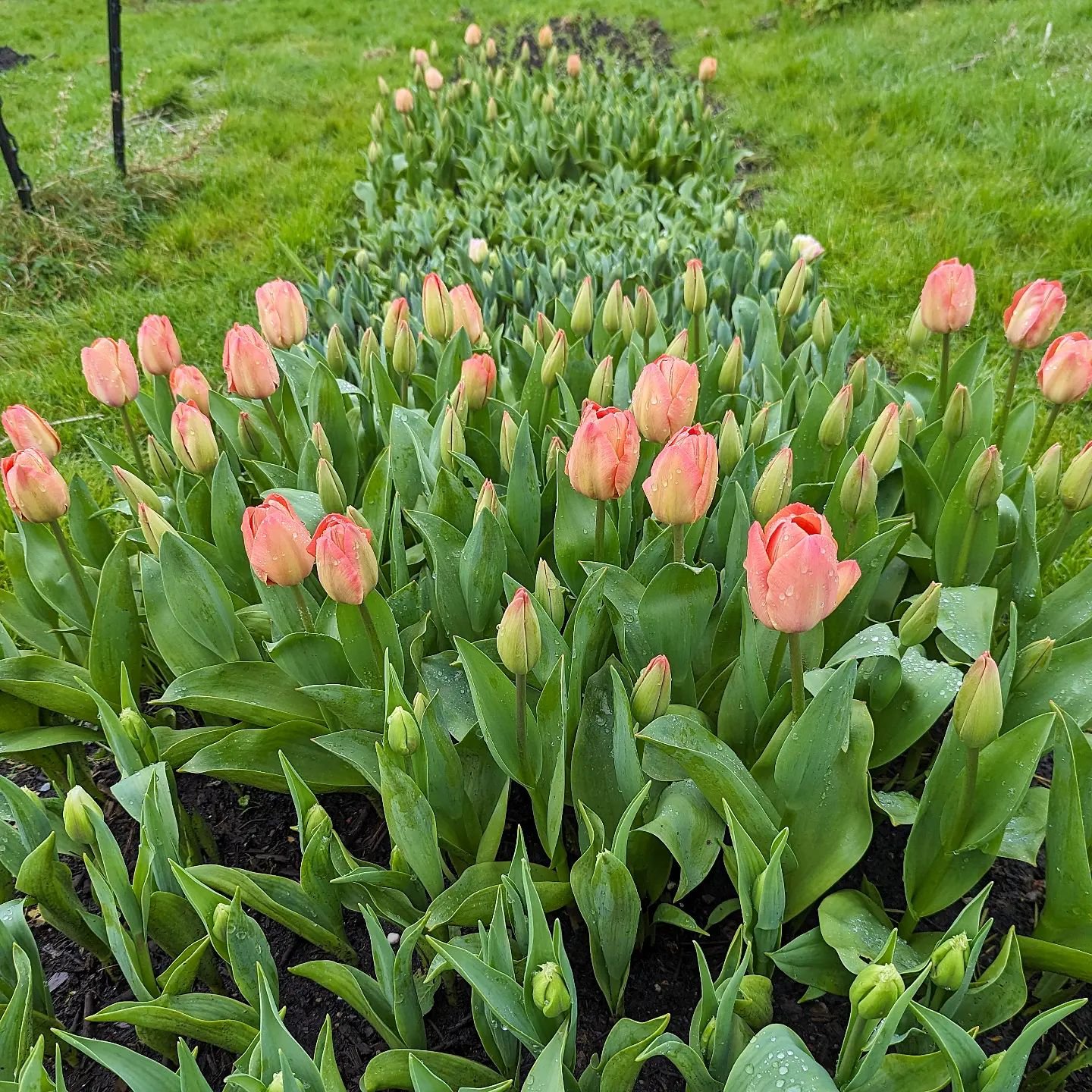 Well, we have Tulips, we have Stocks, Wallflowers, blossoms and beautiful foliage. I'd say we might as well make some bunches up and start our season @ffynnonhomestore . What do you reckon?

Delivery first thing Tuesday of next week. I will remind yo