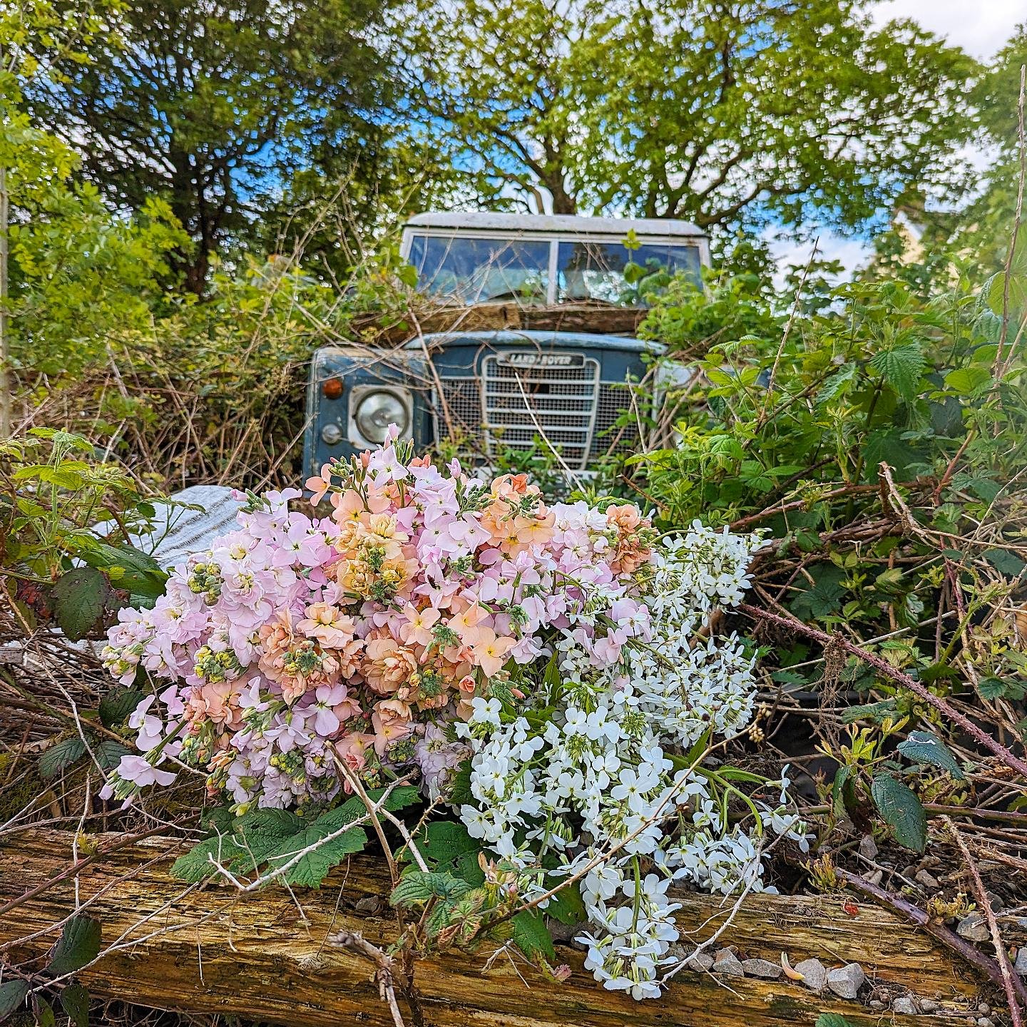 All winter long I have been driving past this sad abandoned Landy at the farm, thinking what a great prop it would make when I have some frothy flowers.

Yesterday I got my chance as the car was full of Stocks. I set up the shot only to realise that 