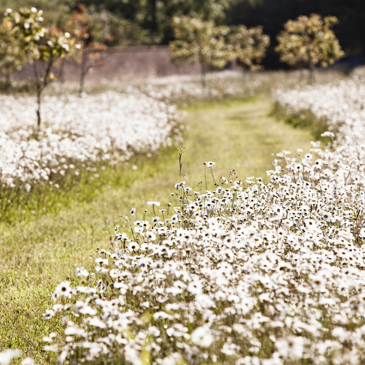 Daylesford farm