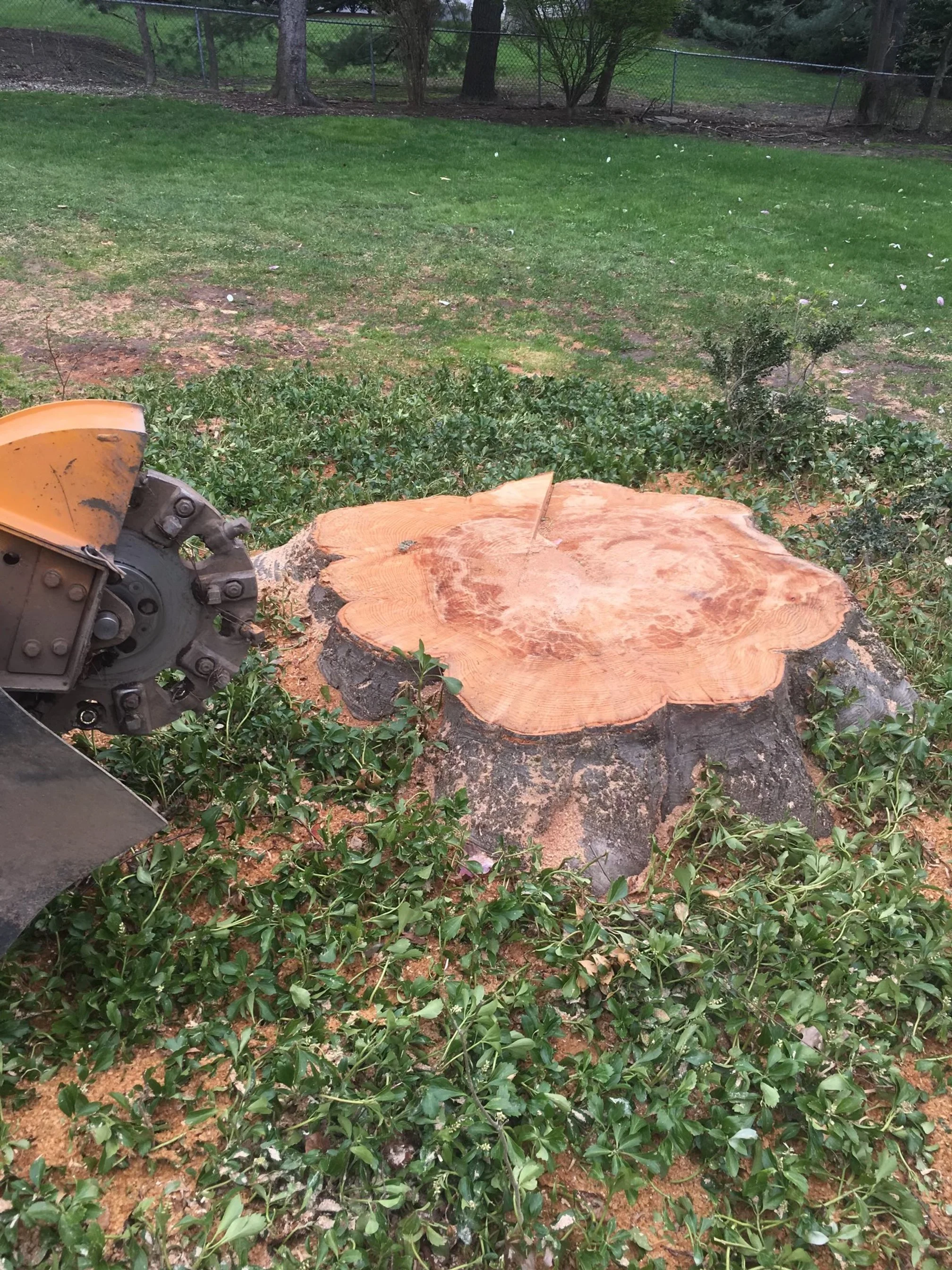 wolfstumpgrinding_9.jpeg