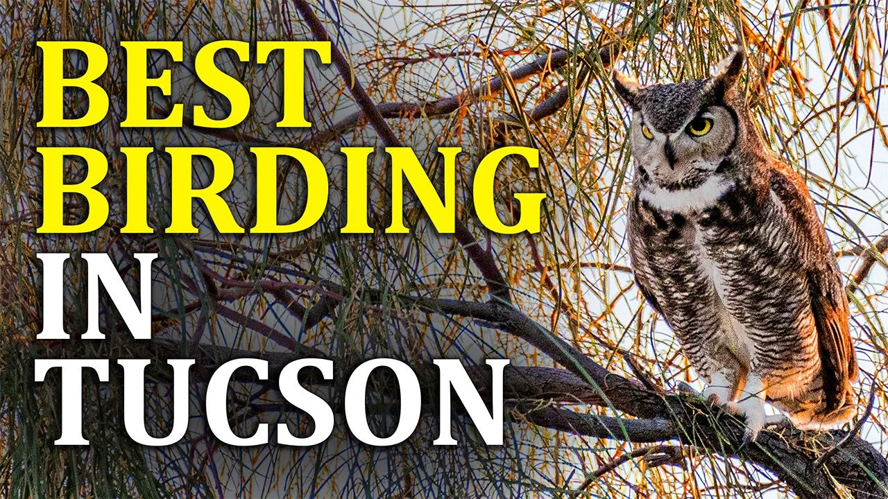 Best Bird Watching in Tucson, Arizona |                    8 Incredible Birding Spots You Need to Visit
