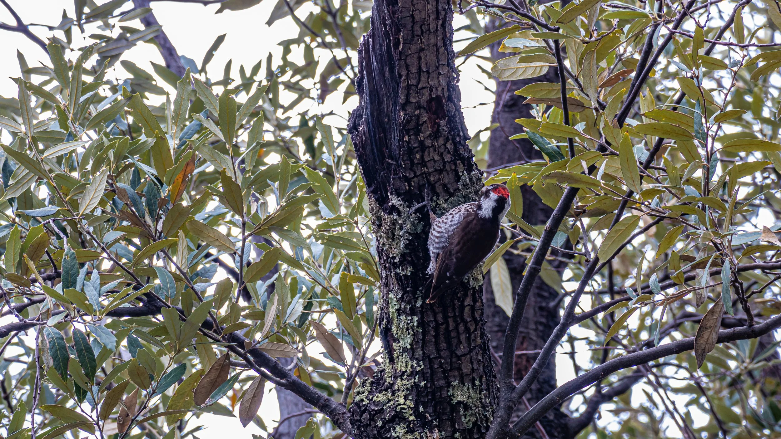 Acorn woodpecker perched on an oak tree in Madera Canyon, Arizona.
