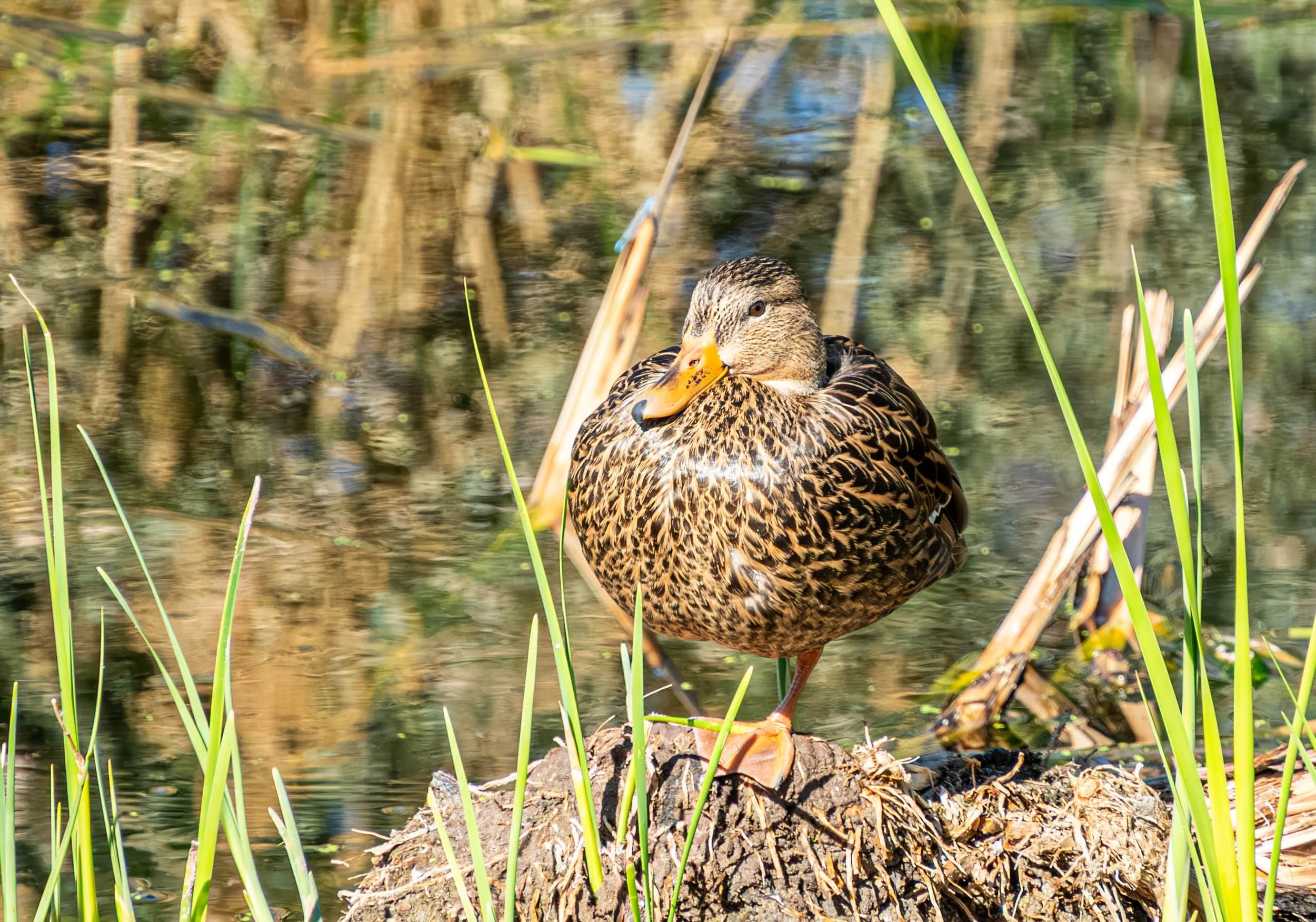 Female mallard duck standing among reeds at Sweetwater Wetlands in Tucson, Arizona.