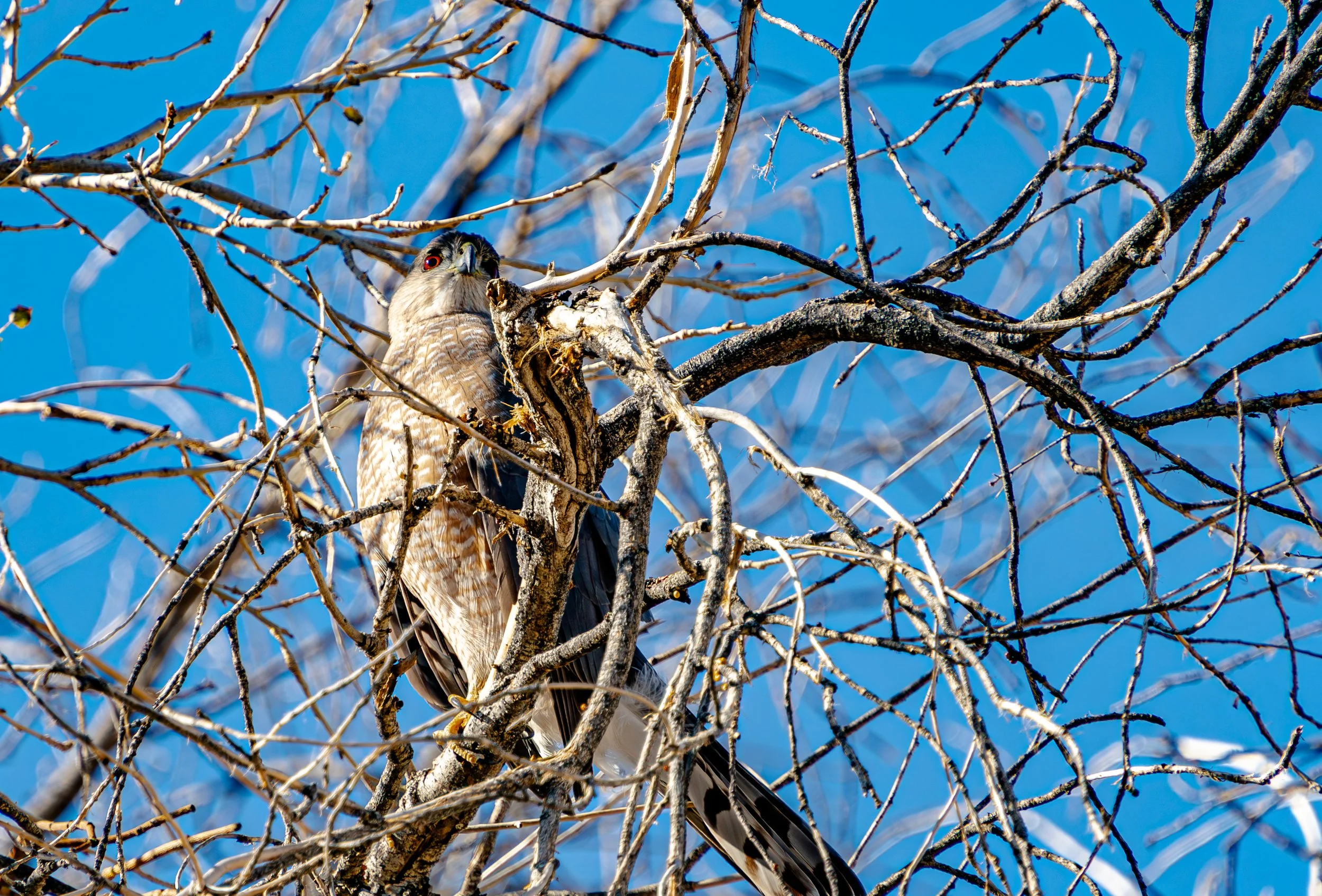 Cooper’s hawk perched in a tree at Agua Caliente Park in Tucson, Arizona.