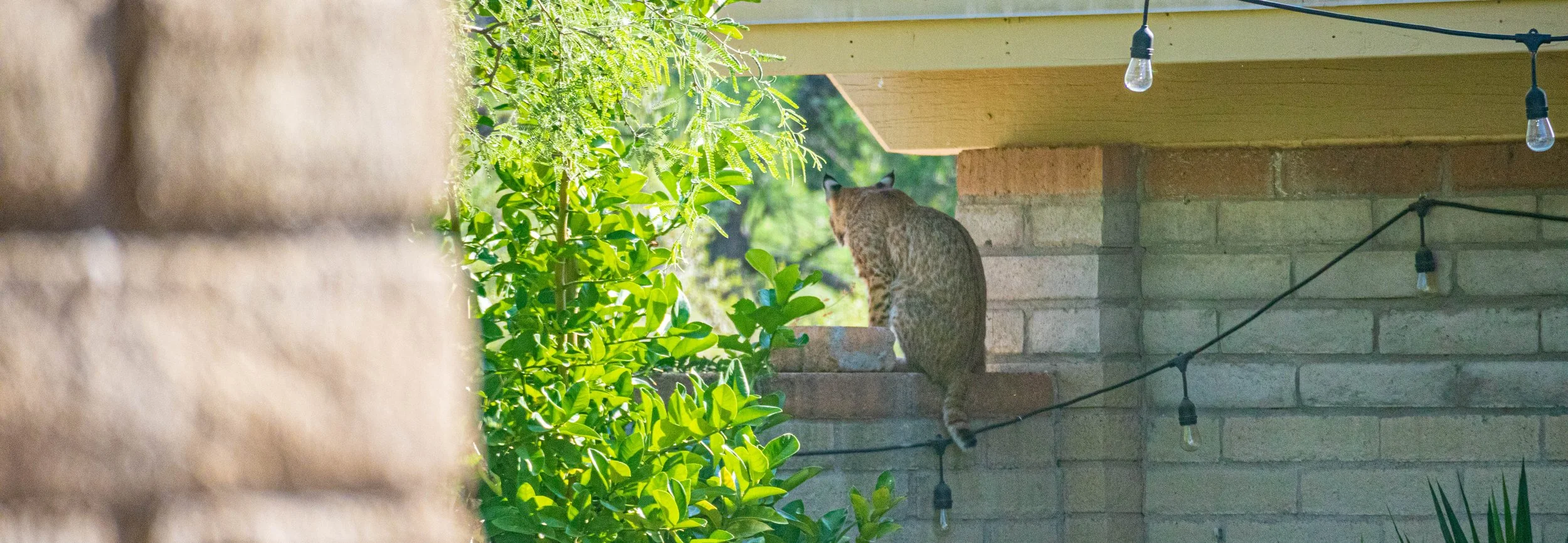Bobcat perched on a backyard brick wall in Tucson, surrounded by green foliage and patio string lights.
