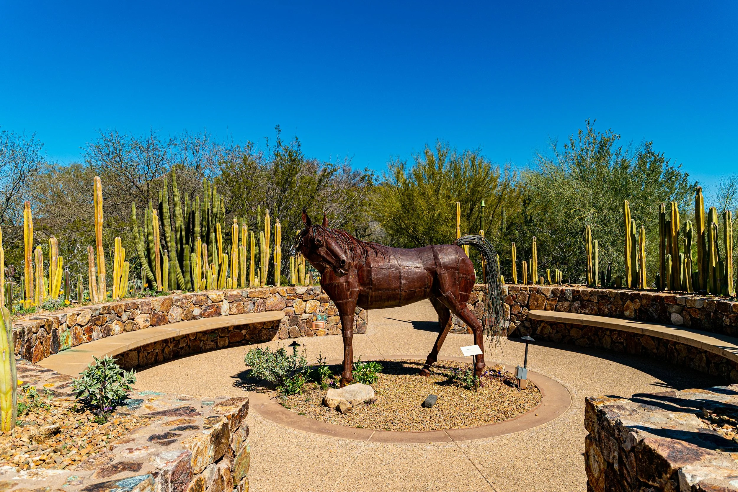 Sculpture garden at Tohono Chul Park in Casas Adobes Tucson Arizona with desert plants and cactus garden.