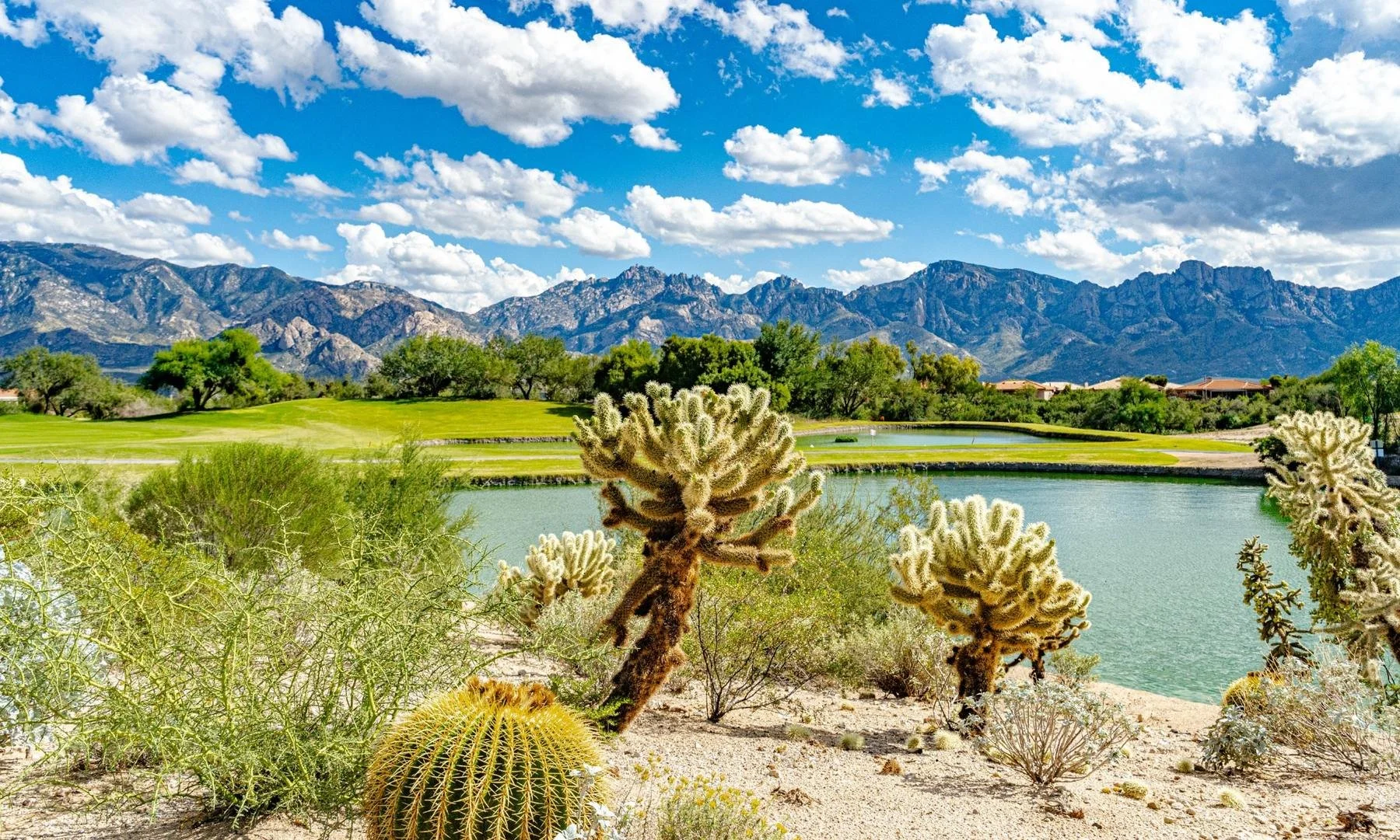 Golf course and pond in Sun City Oro Valley, framed by desert cacti and the Catalina Mountains.