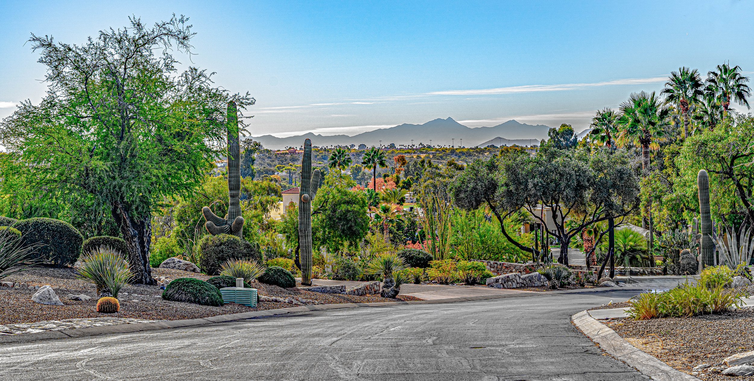 A peaceful Casas Adobes street lined with mature desert landscaping and towering saguaro cacti, with distant views of the Santa Rita Mountains adding to the beauty of Tucson living.