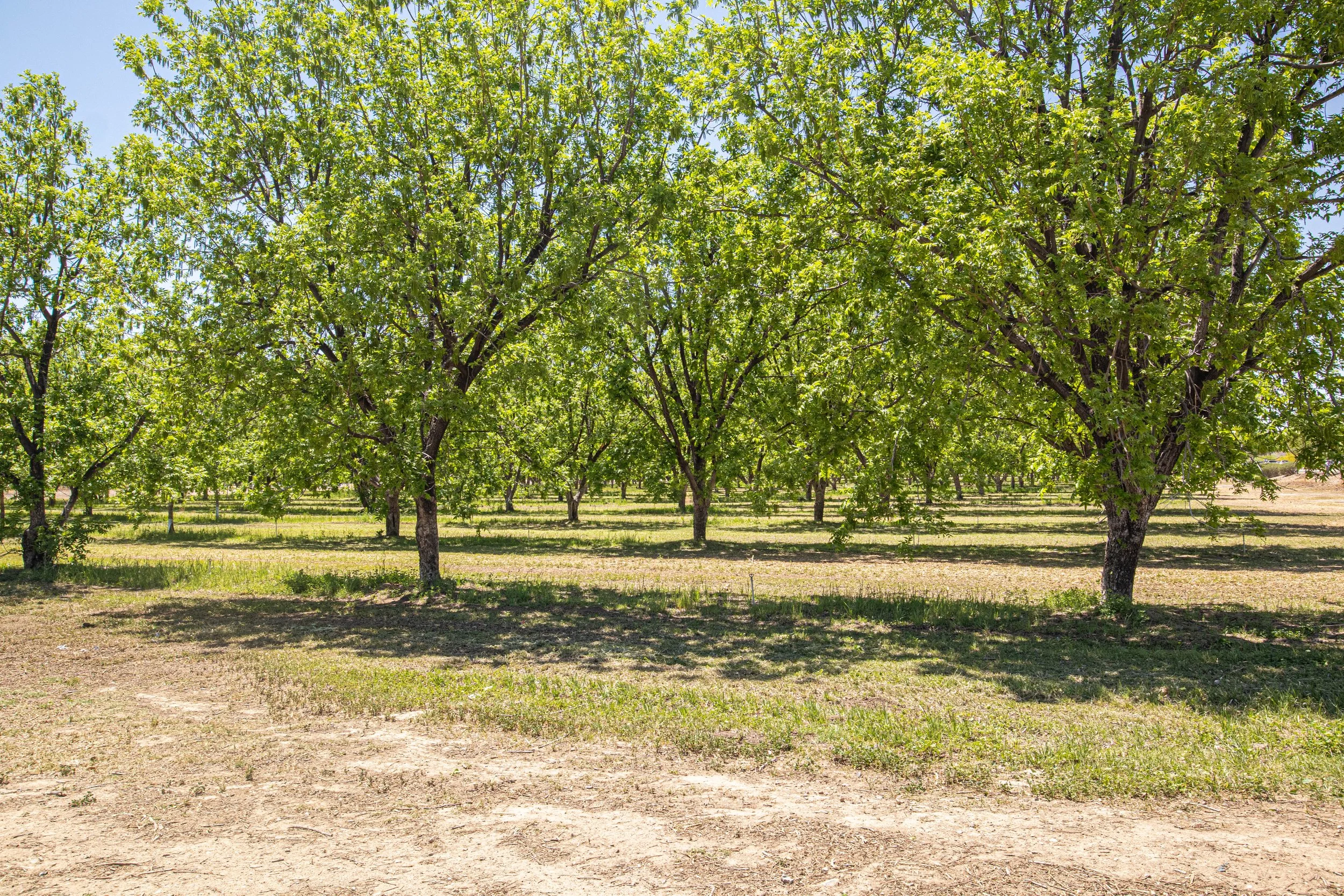 Rows of mature pecan trees with green foliage casting shadows across the grassy orchard floor.
