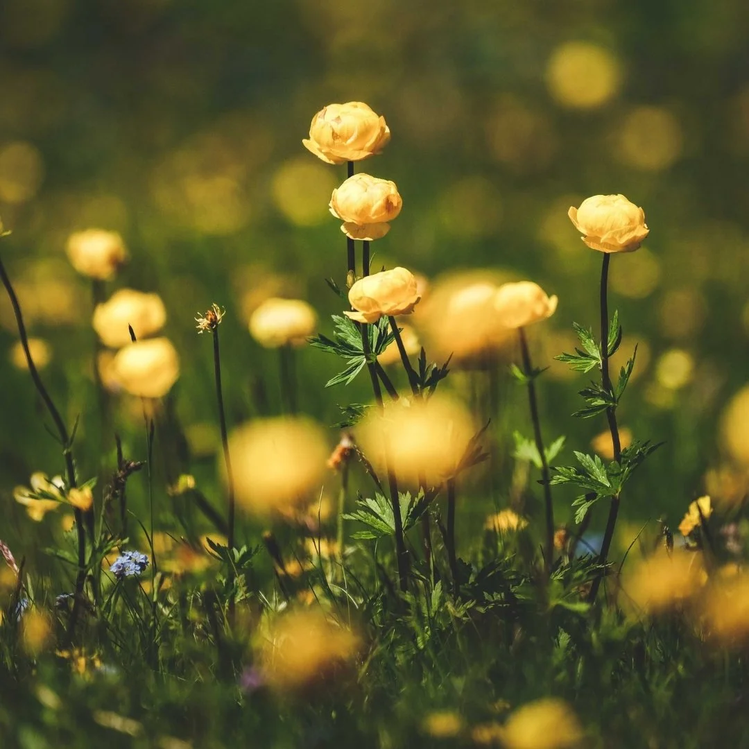 Yellow flowers blooming in a meadow with green leaves, blurred background, and warm sunlight.