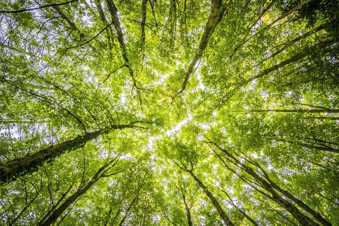 Greener Spaces