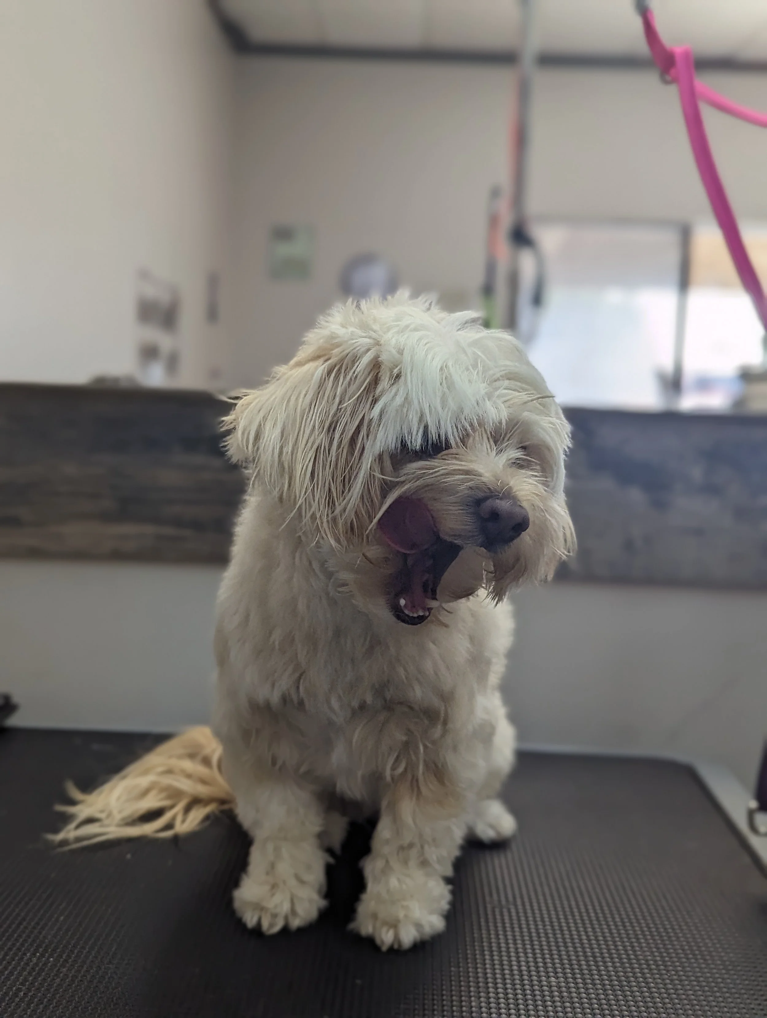 A small beige, curly-haired dog sitting on a grooming table, yawning with mouth open and tongue visible, in a veterinary or grooming clinic.