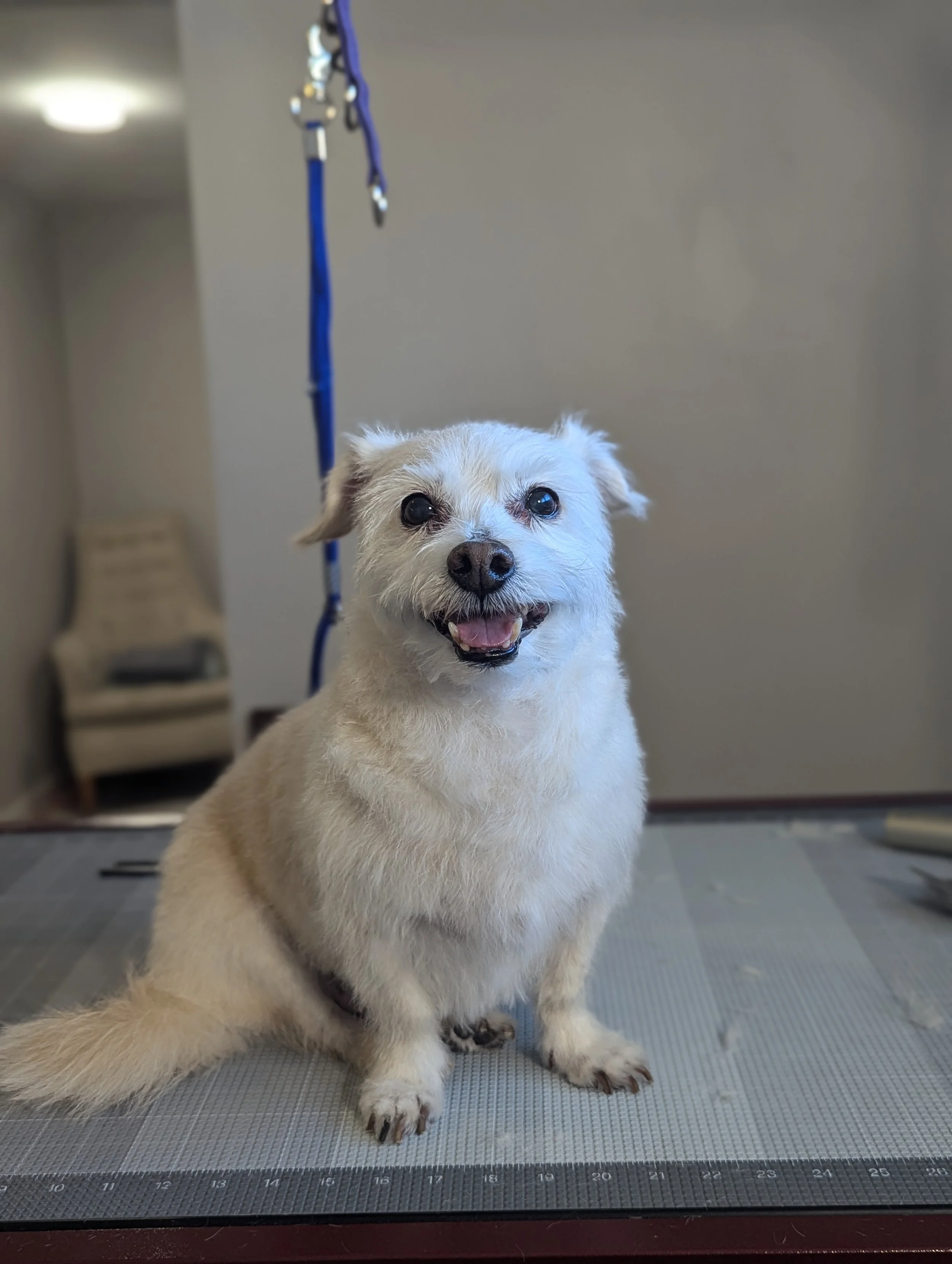 Happy white dog with short fur sitting on a grooming table in a mobile grooming salon, with grooming tools hanging in the background. Freshly groomed by Pawsh Paws Mobile Dog grooming in Arcadia, Scottsdale and Phoenix. 