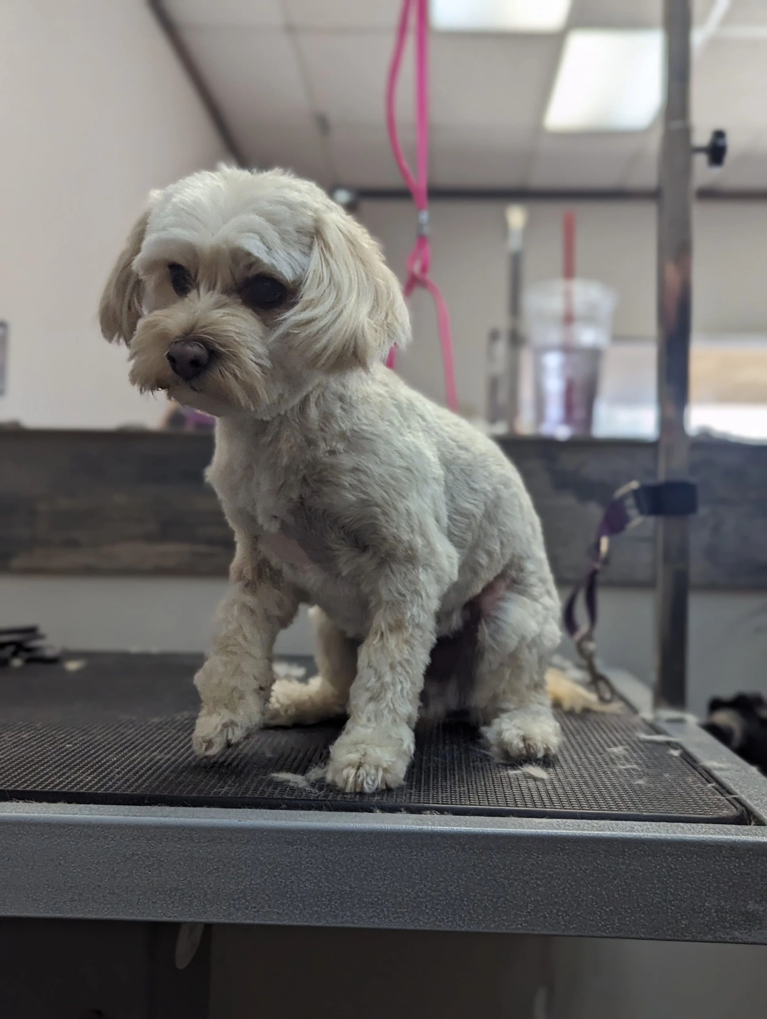 A small, light-colored dog with curly fur sitting on a grooming table in a grooming salon, looking at the camera.