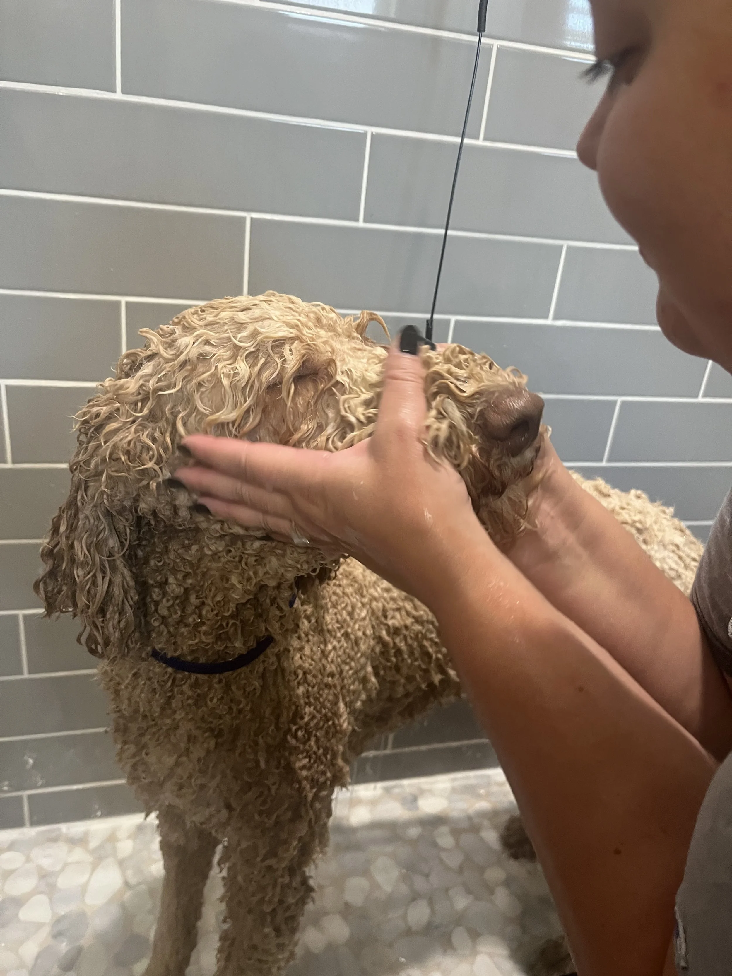 Person giving a goldendoodle dog a bath, holding the dog's face gently. Being groomed by Pawsh Paws Mobile Dog grooming in Arcadia, Scottsdale and Phoenix. 