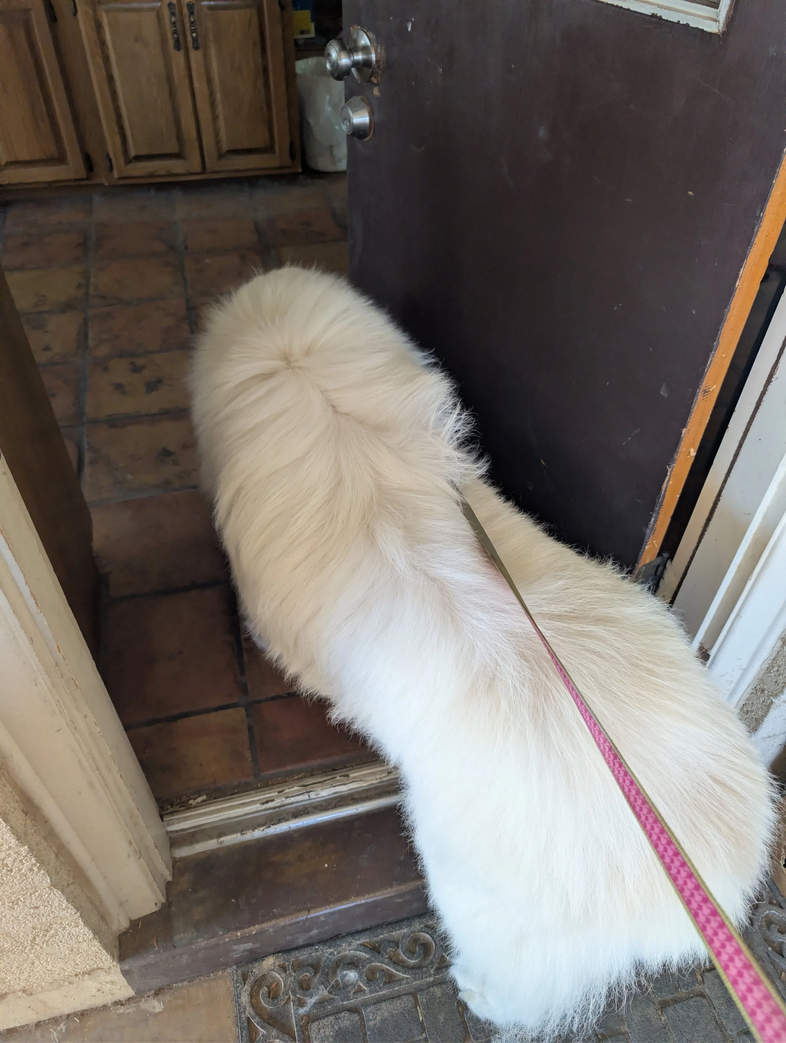 After picture of a white double coated great Pyrenees with fluffy fur looking through a partially open door into another room. Freshly groomed by Pawsh Paws Mobile grooming in Phoenix, Arcadia, Biltmore, and Scottsdale.