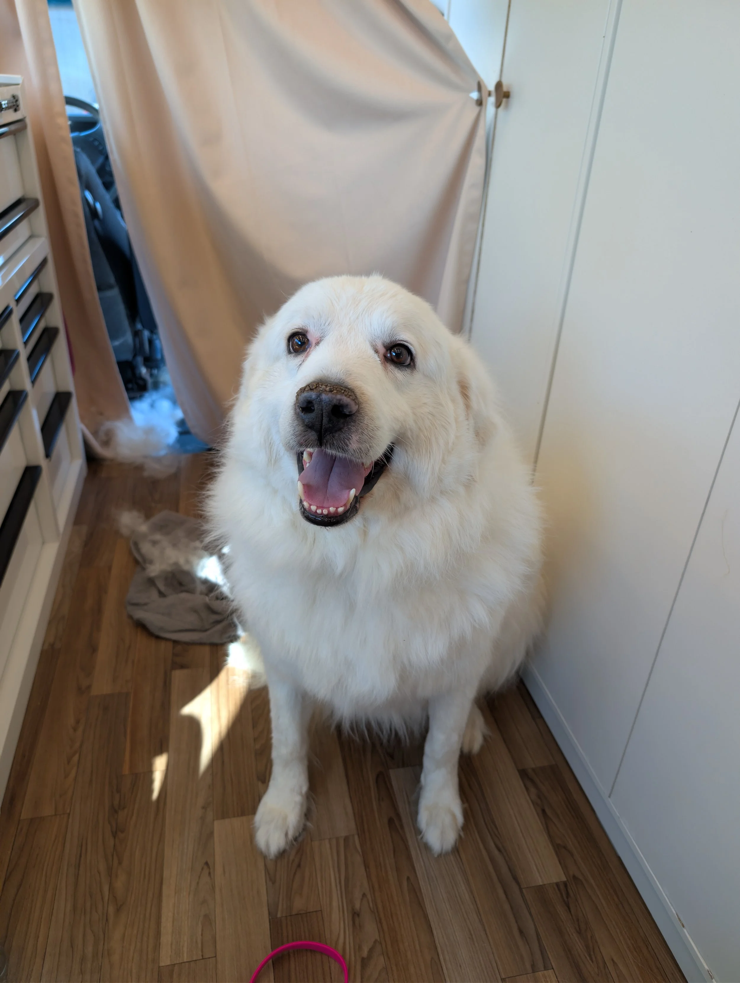 A happy large white great pyrenees with a fluffy double coat sitting on a wooden floor inside a mobile grooming bus, looking up at the camera. Freshly groomed by Pawsh Paws Mobile grooming in Phoenix, Arcadia, Biltmore, and Scottsdale.