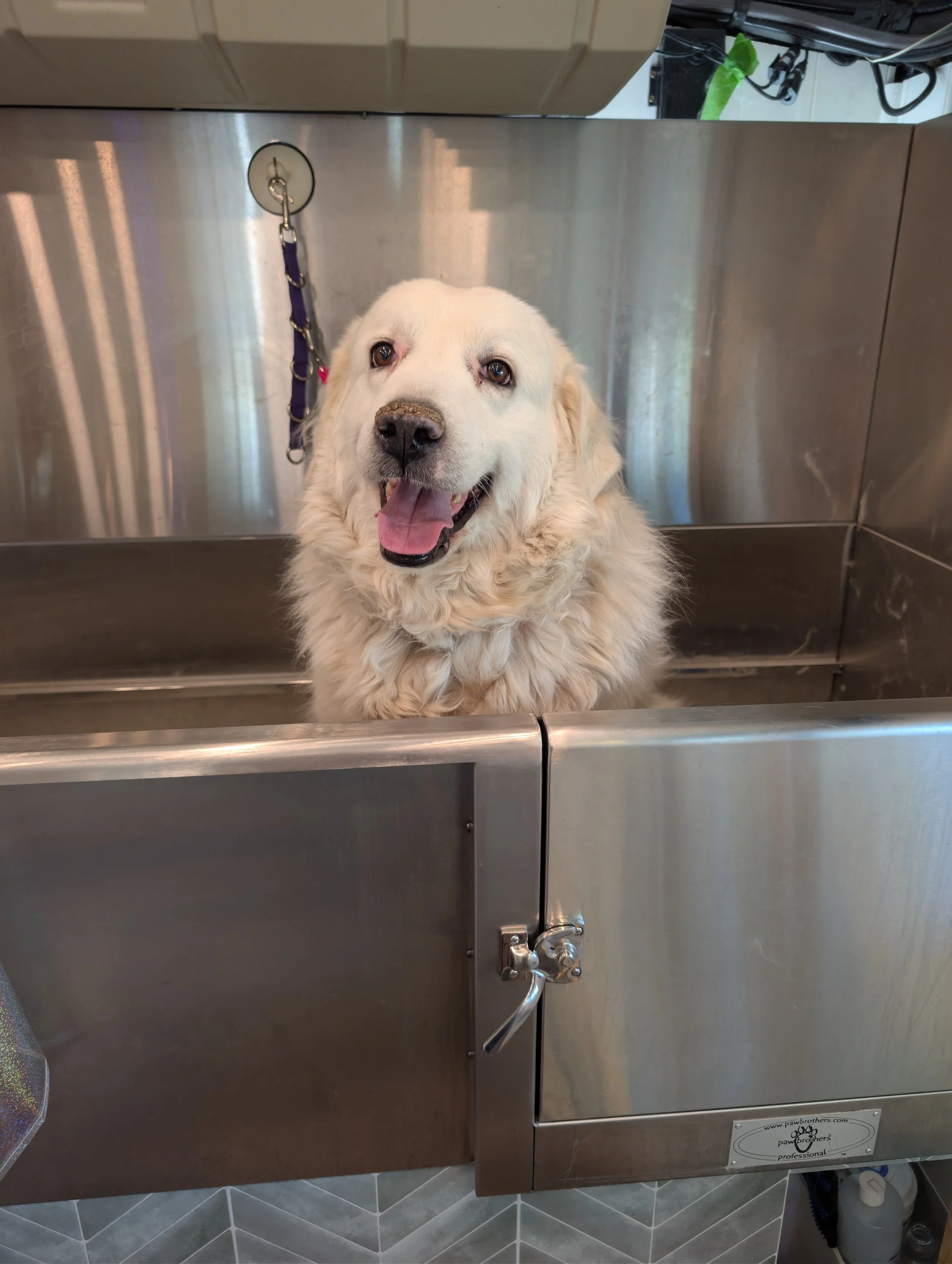 Smiling retriever dog in a stainless steel grooming tub at a pet grooming facility. Being groomed by Pawsh Paws Mobile grooming in Phoenix, Arcadia, Biltmore, and Scottsdale.