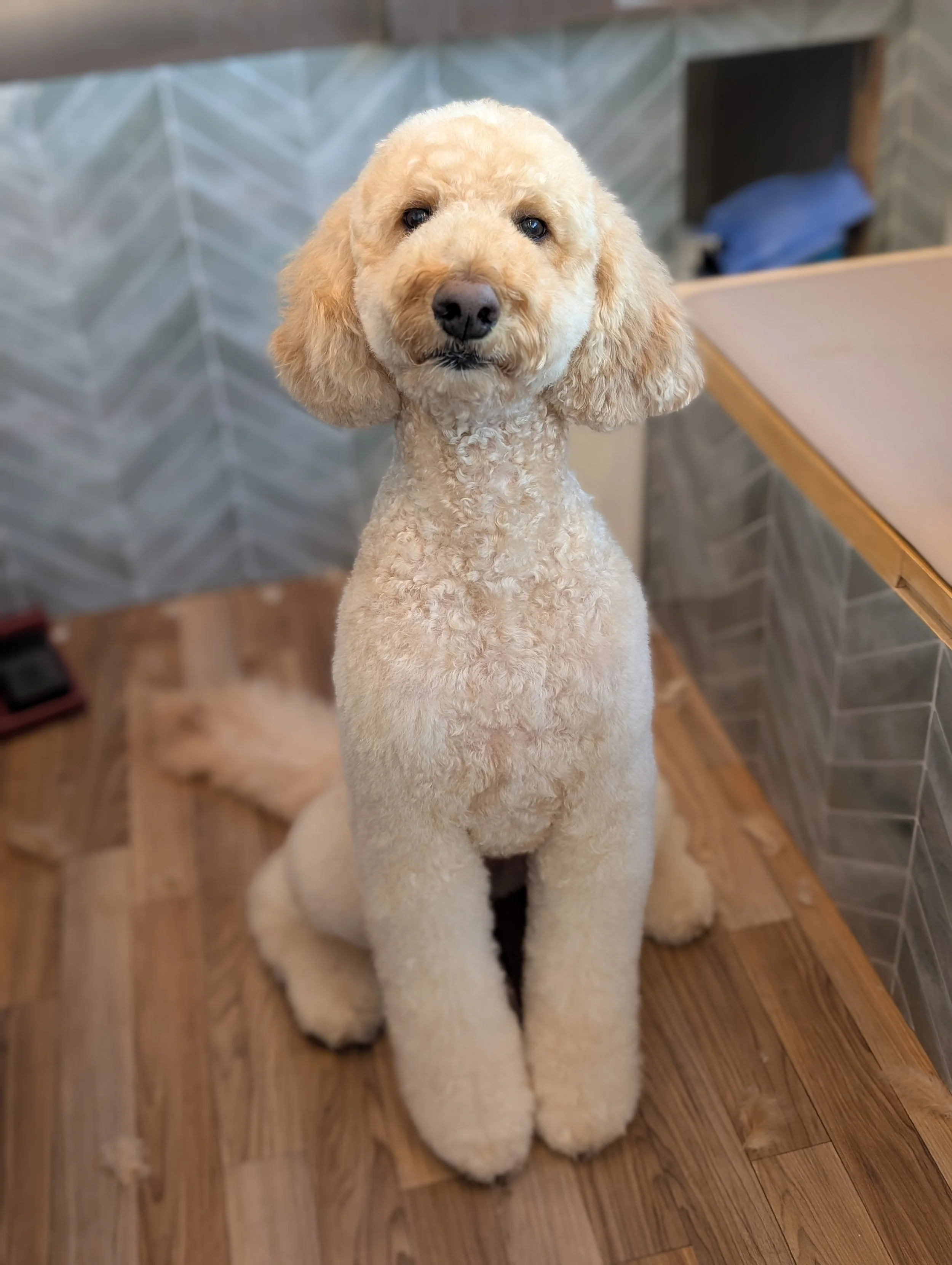 A cream-colored poodle with curly fur sitting on a wooden floor, looking at the camera. Freshly groomed by local Phoenix mobile groomer.