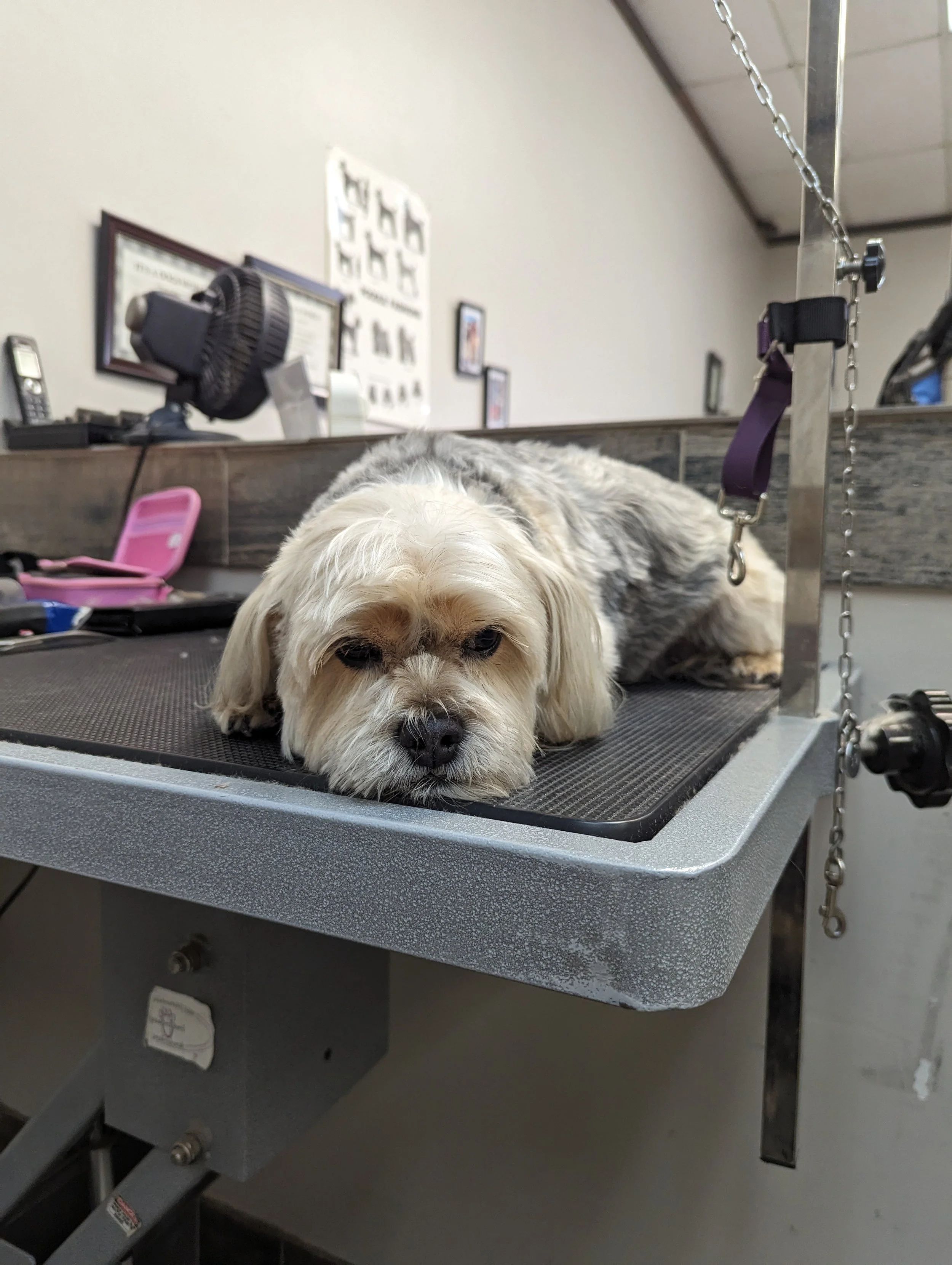 A dog lying on a grooming table in a mobile pet grooming salon, with a peaceful expression. Freshly groomed by Pawsh Paws Mobile Dog grooming in Arcadia, Scottsdale and Phoenix. 