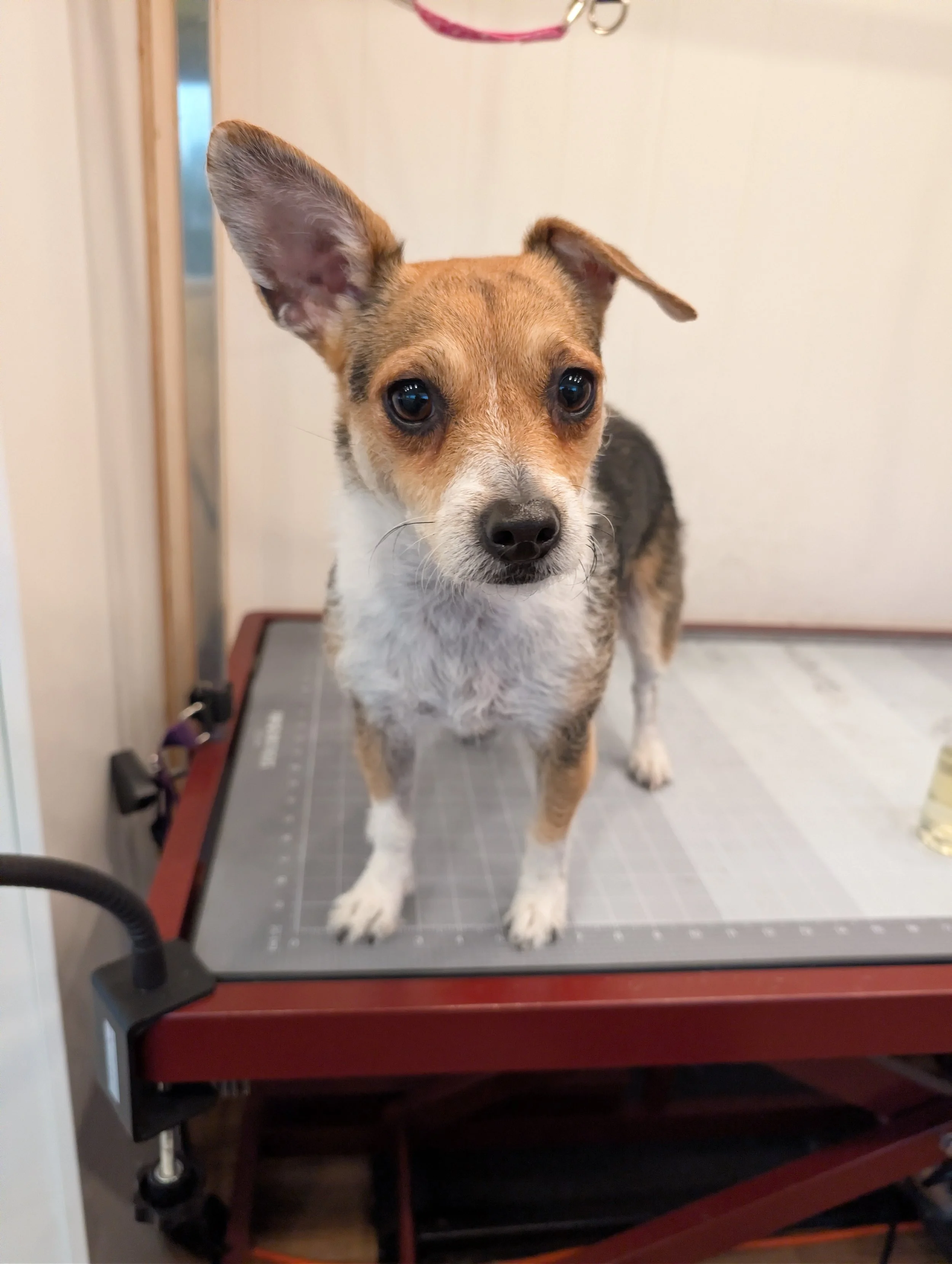 A small dog with one ear upright and the other flopped, standing on a grooming table with a gray mat surface. Freshly groomed by Pawsh Paws Mobile grooming in Phoenix, Arcadia, Biltmore, and Scottsdale.
