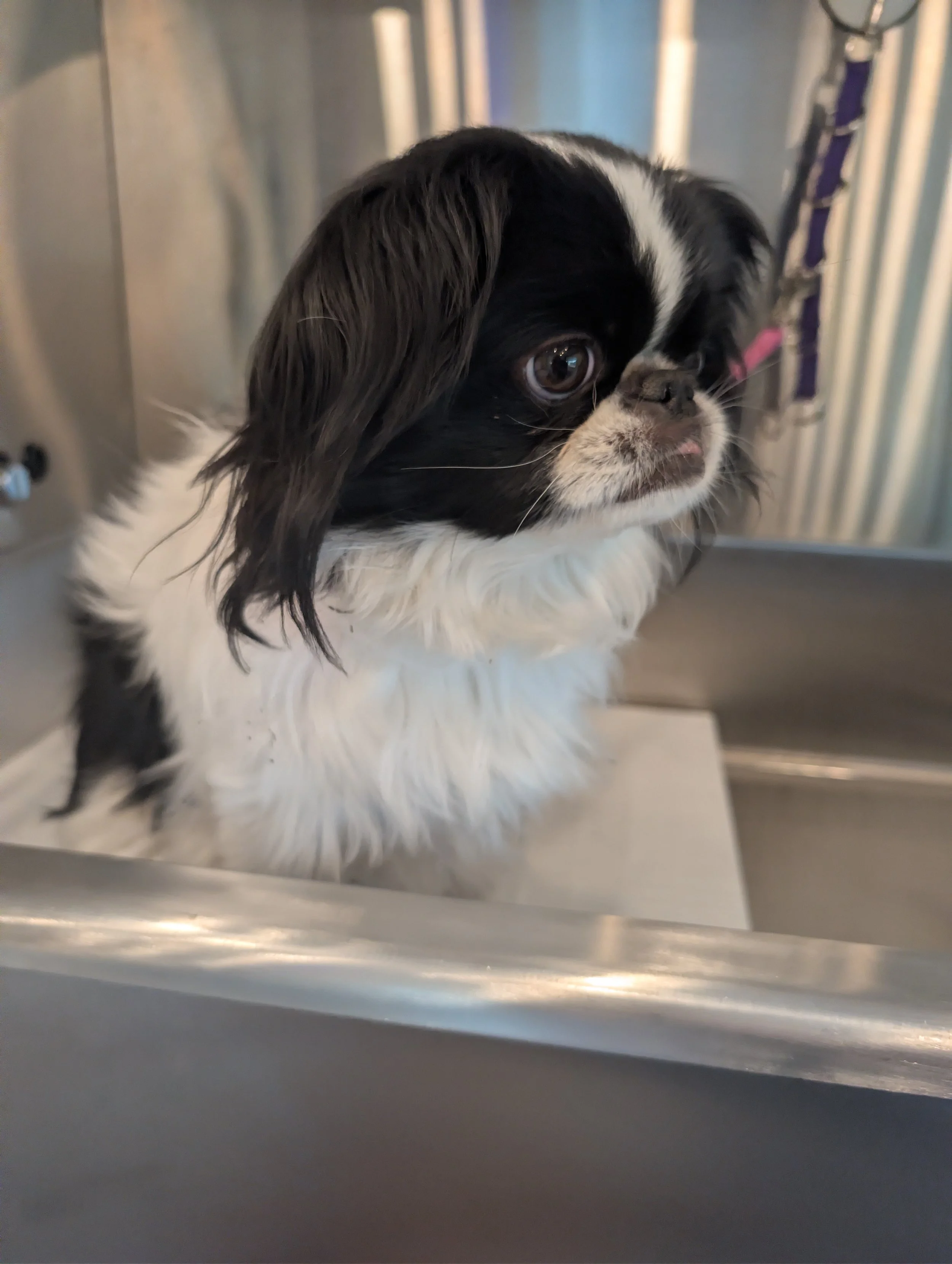 A small black and white Japanese Chin puppy sitting inside professional grooming bath tub. Freshly groomed by Pawsh Paws Mobile grooming in Phoenix, Arcadia, Biltmore, and Scottsdale.