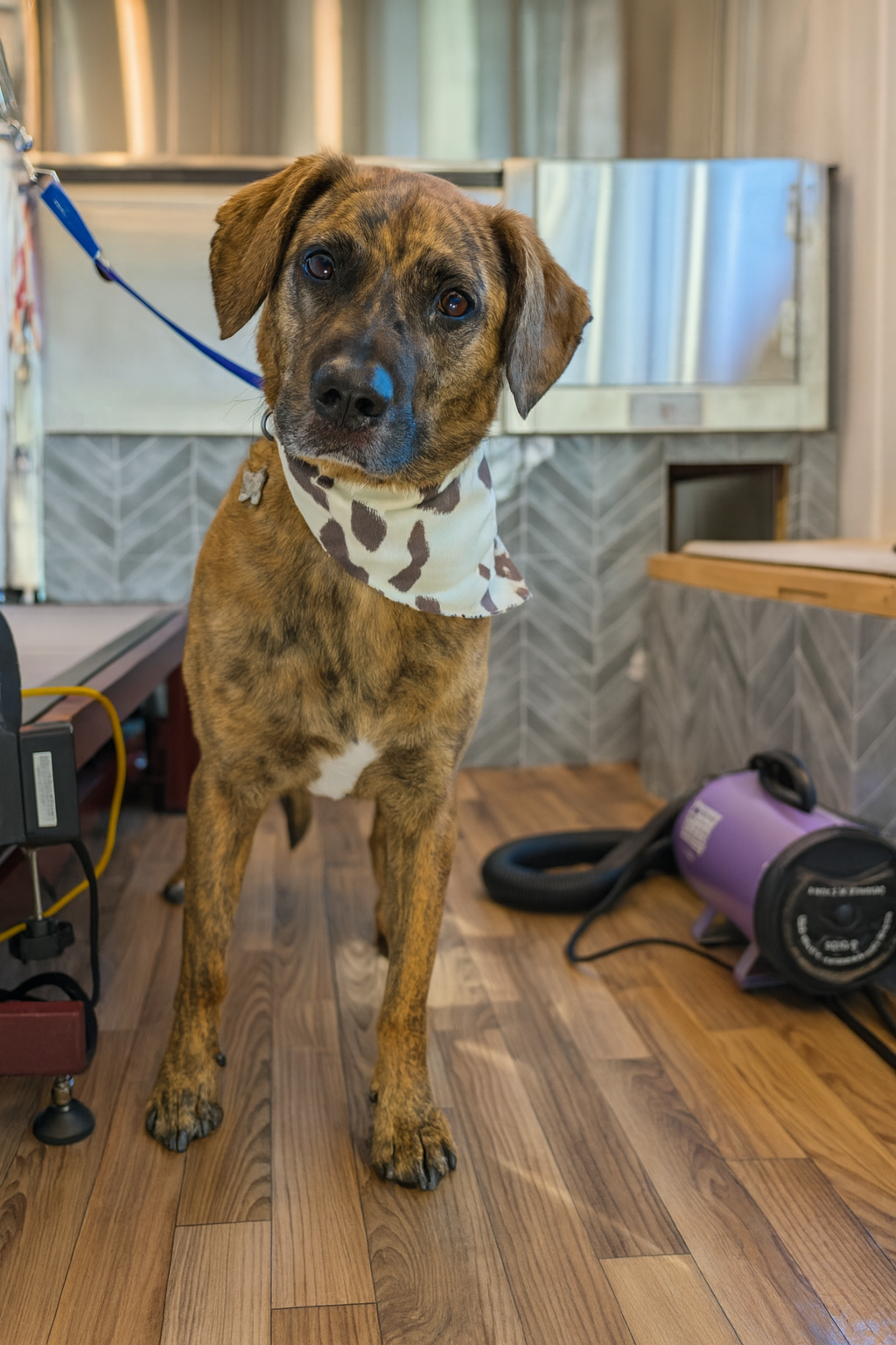 A brindle-colored dog with a white chest patch and a cow-print bandana around its neck, standing  in an mobile grooming bus. Freshly groomed by Pawsh Paws Mobile grooming in Phoenix, Arcadia, Biltmore, and Scottsdale.