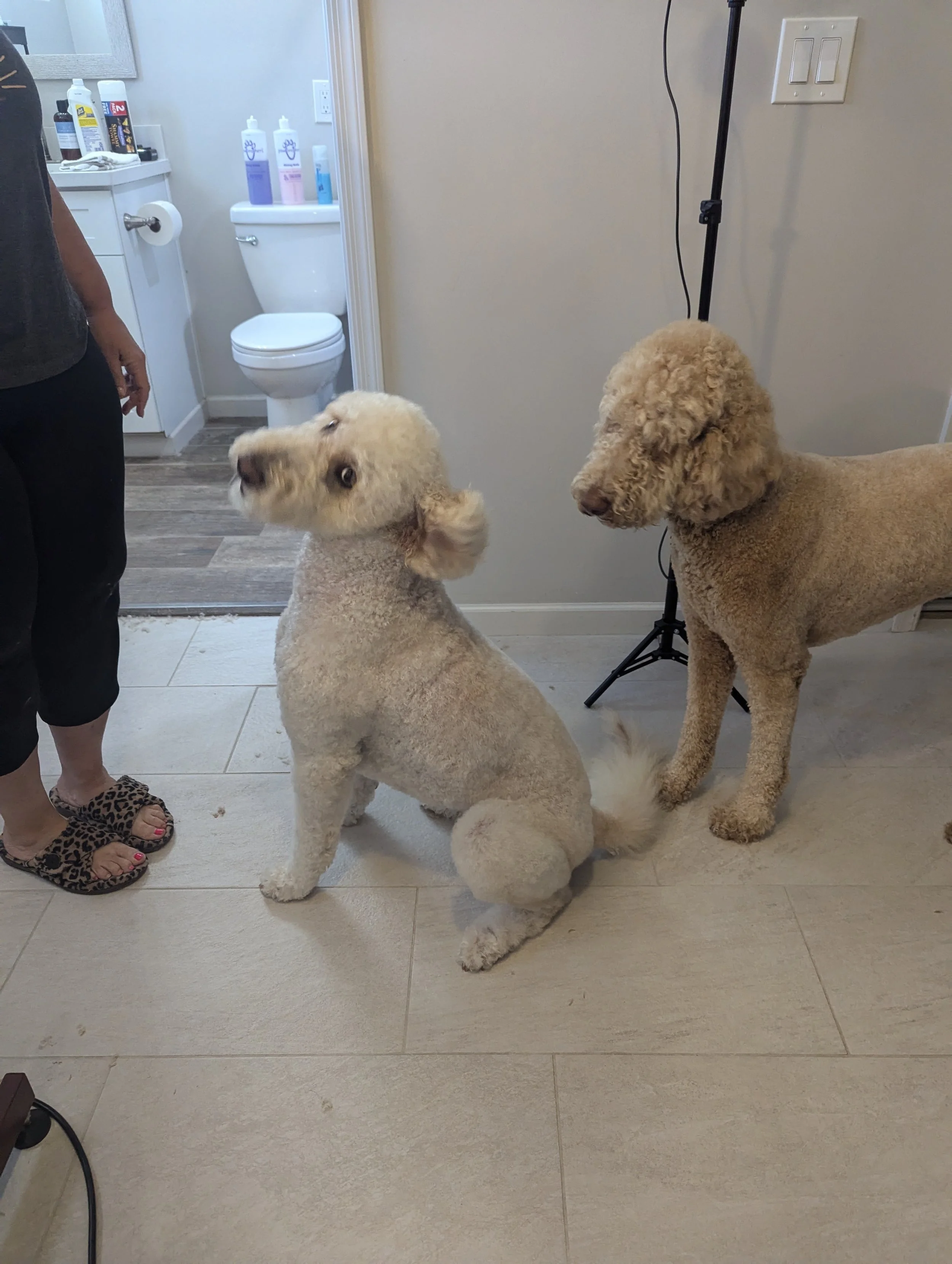 Two dogs, a cream-colored poodle and a tan curly-haired dog, sitting on a beige tiled floor indoors, next to a person wearing leopard-print slippers, with a bathroom visible in the background.