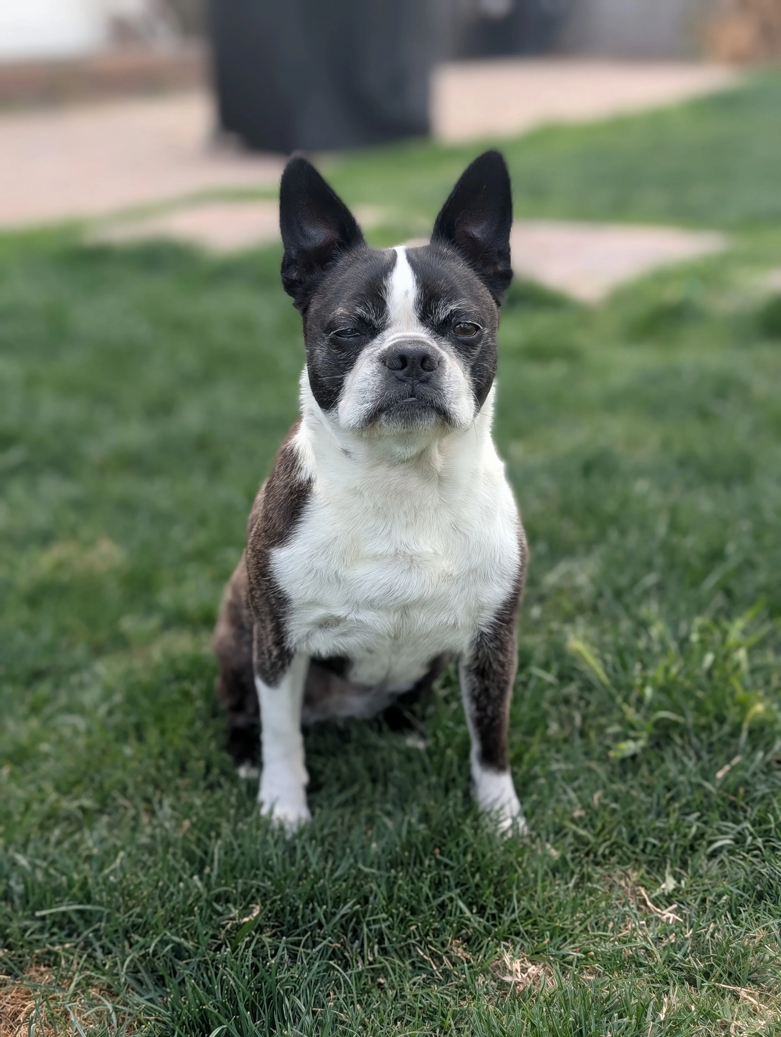 A Boston Terrier dog sitting on grass outdoors, with a slightly blurry background.