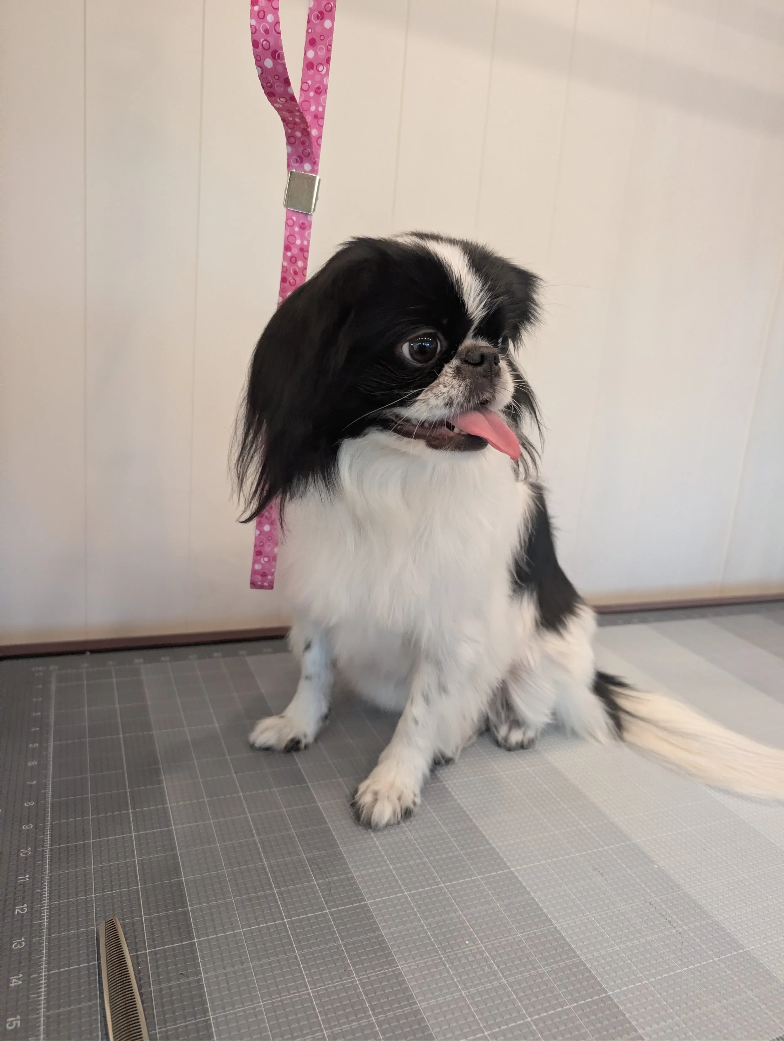 A black and white Papillon dog sitting on a grooming table. Freshly groomed by PawshPaws Mobile grooming in Phoenix, Arcadia, Biltmore, and Scottsdale.