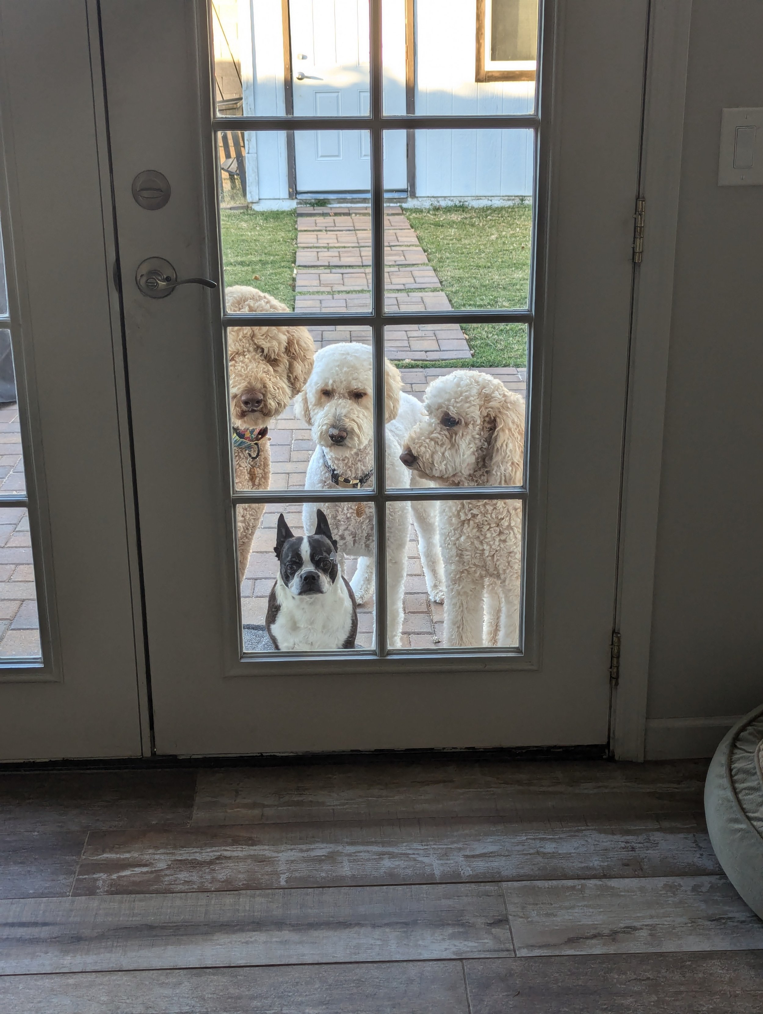 Four dogs looking through a glass door with a brick walkway and grass outside.
