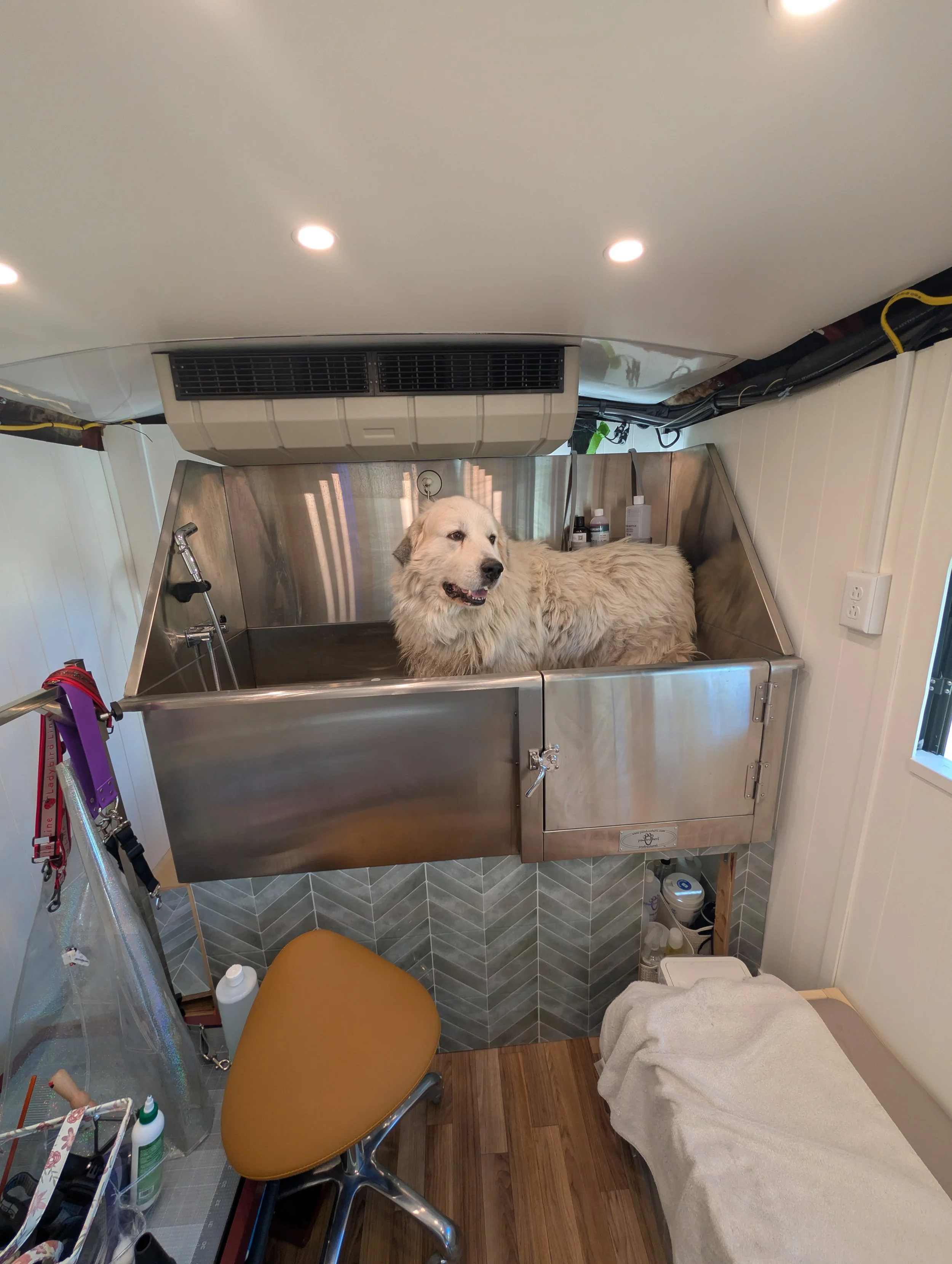 An extra large Great Pyrenees white dog standing in a professional grooming tub in a mobile grooming van. Freshly groomed by Pawsh Paws Mobile grooming in Phoenix, Arcadia, Biltmore, and Scottsdale.