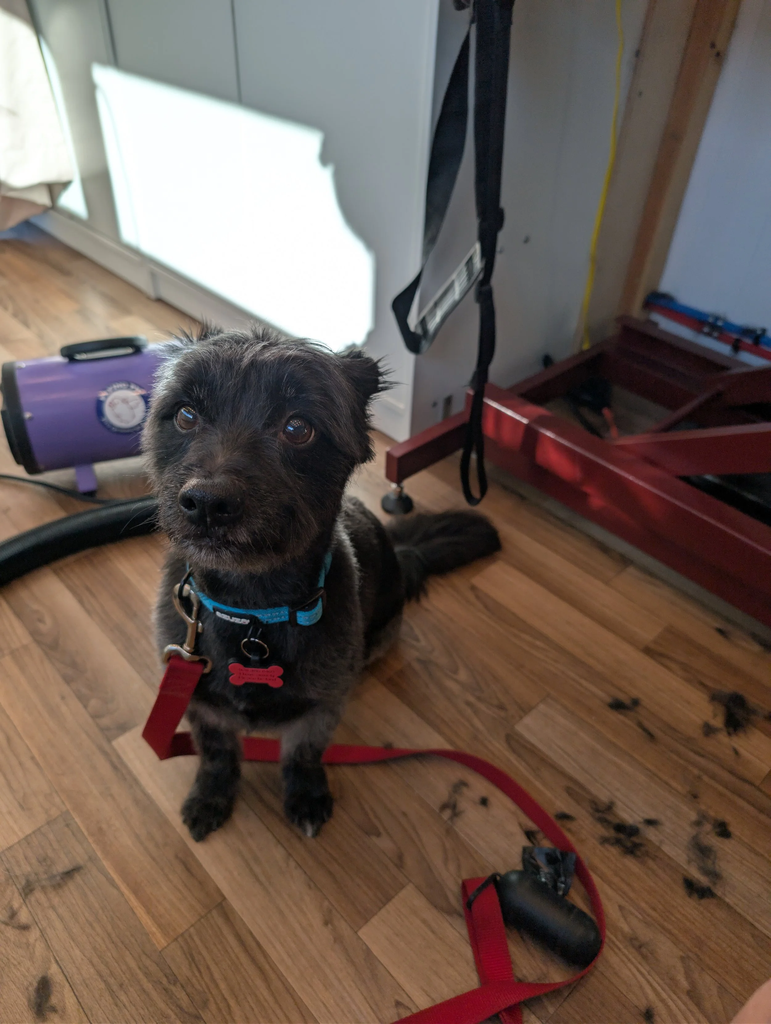 A small black and brown puppy sitting on a wooden floor surrounded by dog hair and debris, looking up at the camera indoors. Freshly groomed by Pawsh Paws Mobile grooming in Phoenix, Arcadia, Biltmore, and Scottsdale.
