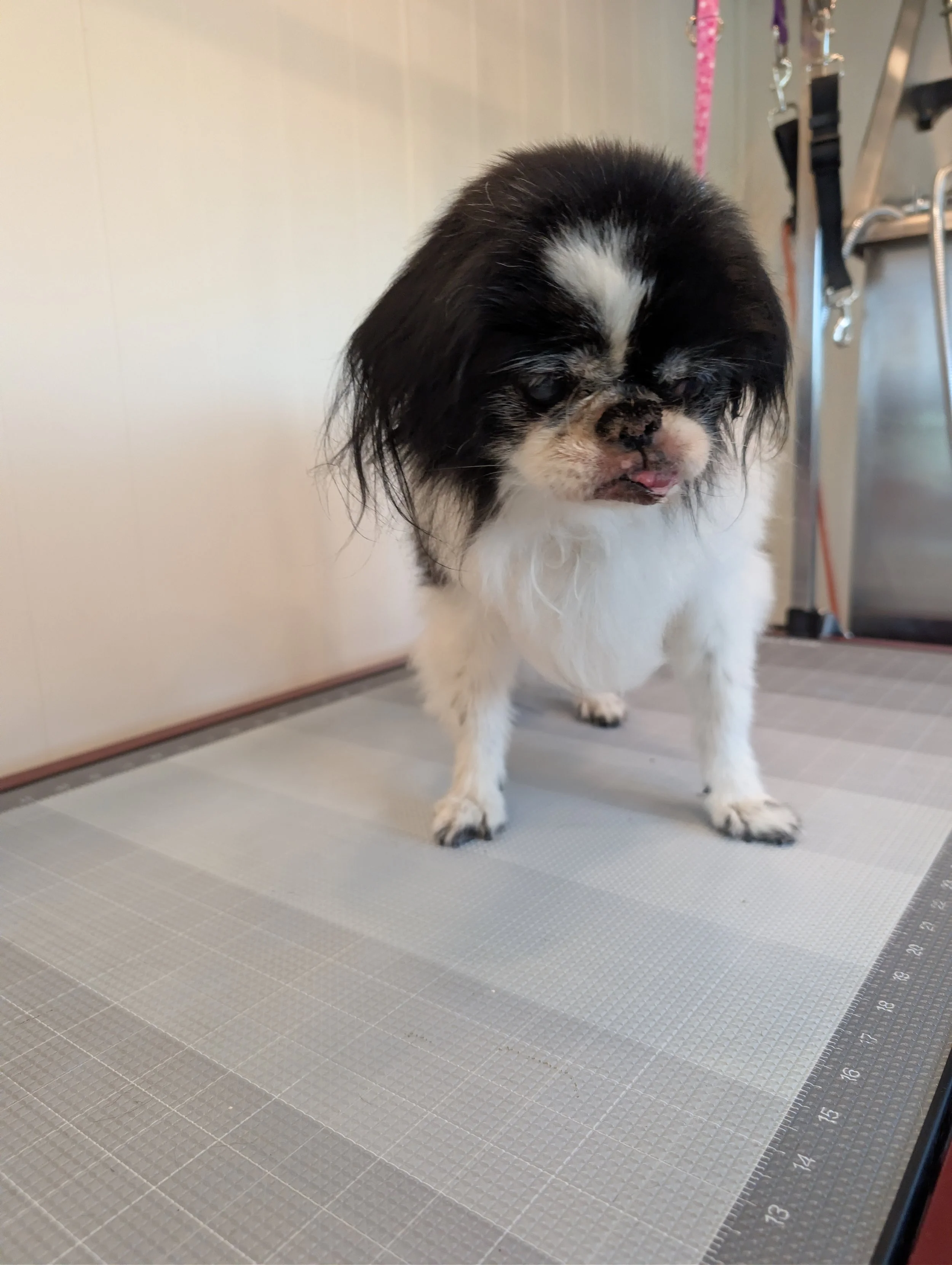 Small black and white senior dog standing on a grooming table with grooming tools and supplies in the background. Freshly groomed by Pawsh Paws Mobile grooming in Phoenix, Arcadia, Biltmore, and Scottsdale.