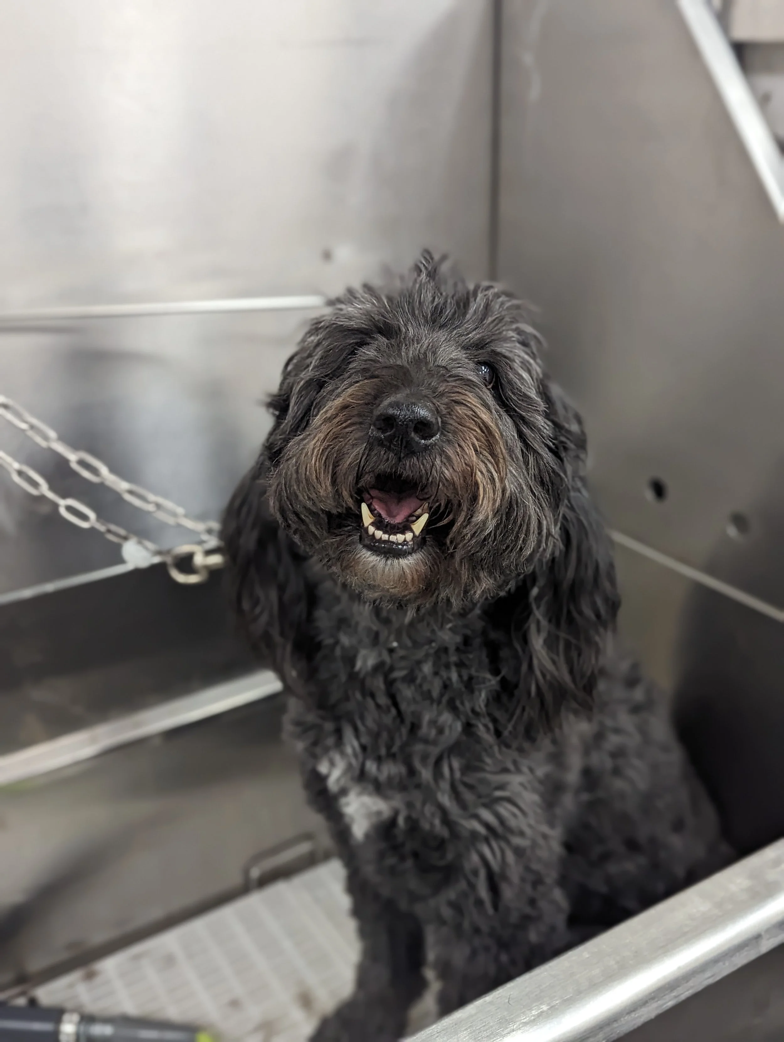 A happy black dog with a scruffy coat sitting in a grooming tub, looking at the camera with open mouth showing teeth.