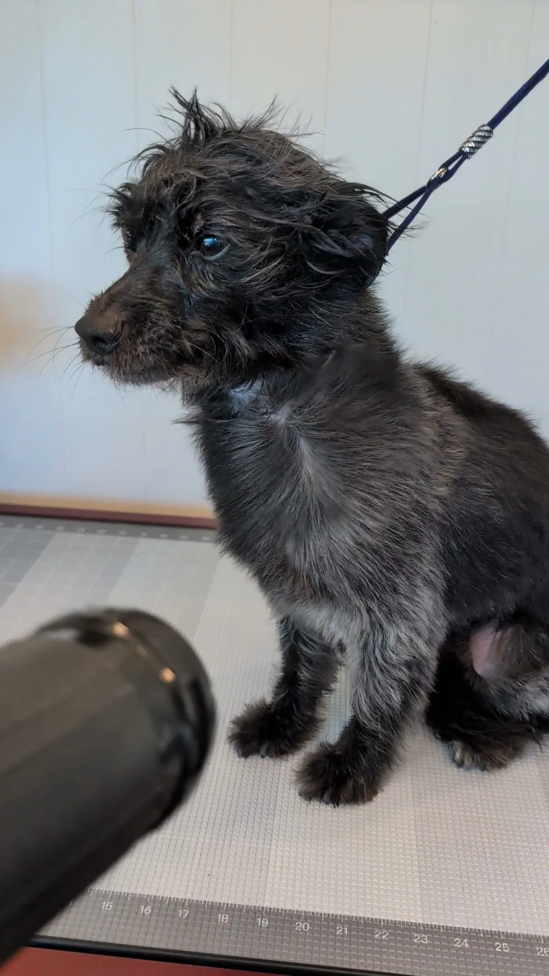 A wet, black and gray anxious puppy with blue eyes sits on a grooming table, with a grooming tool nearby and a grooming loop around its neck. Being blow-dried by Pawsh Paws Mobile grooming in Phoenix, Arcadia, Biltmore, and Scottsdale.