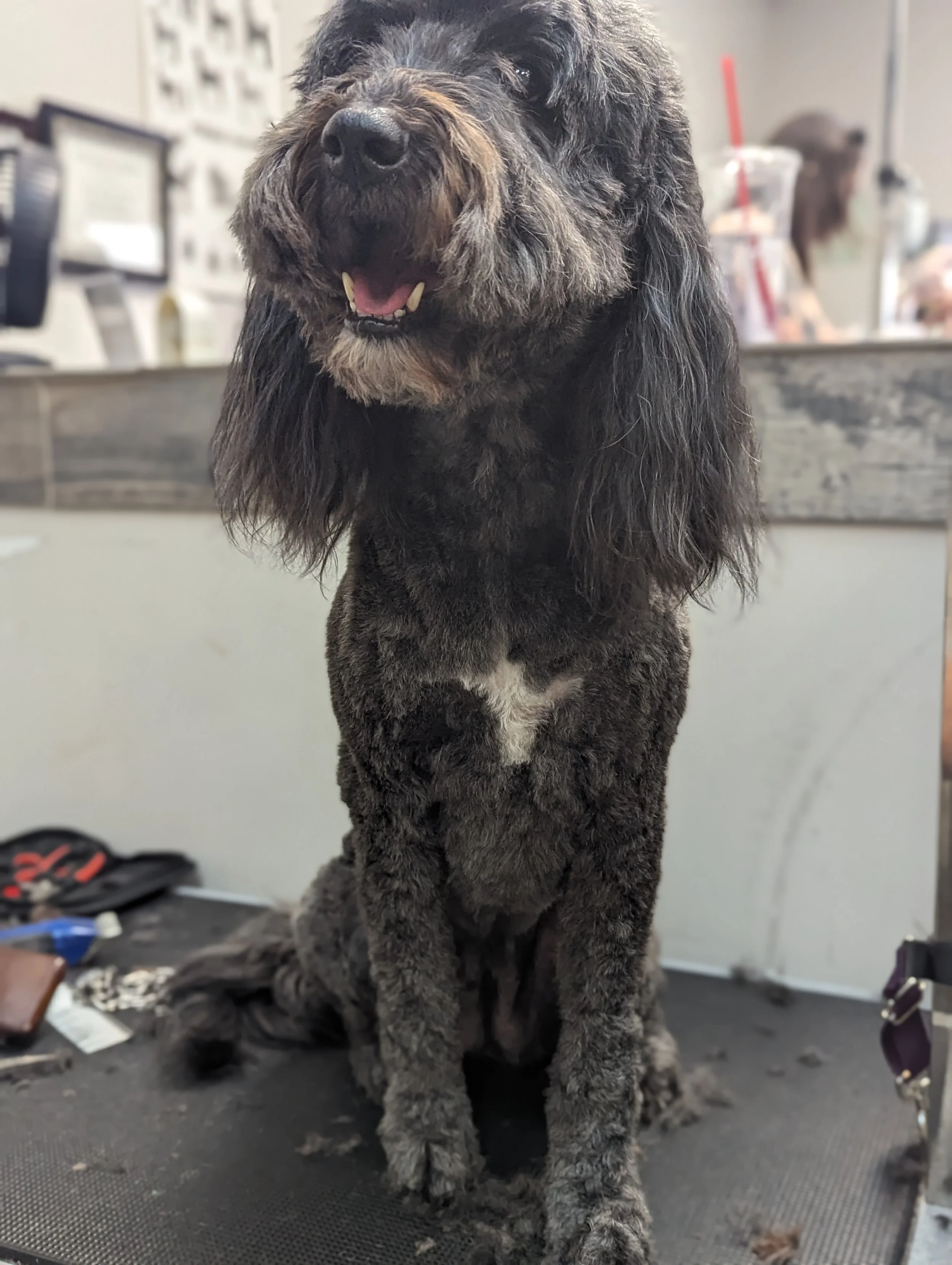 A happy black and gray curly-haired dog sitting on a grooming table in a pet grooming salon.