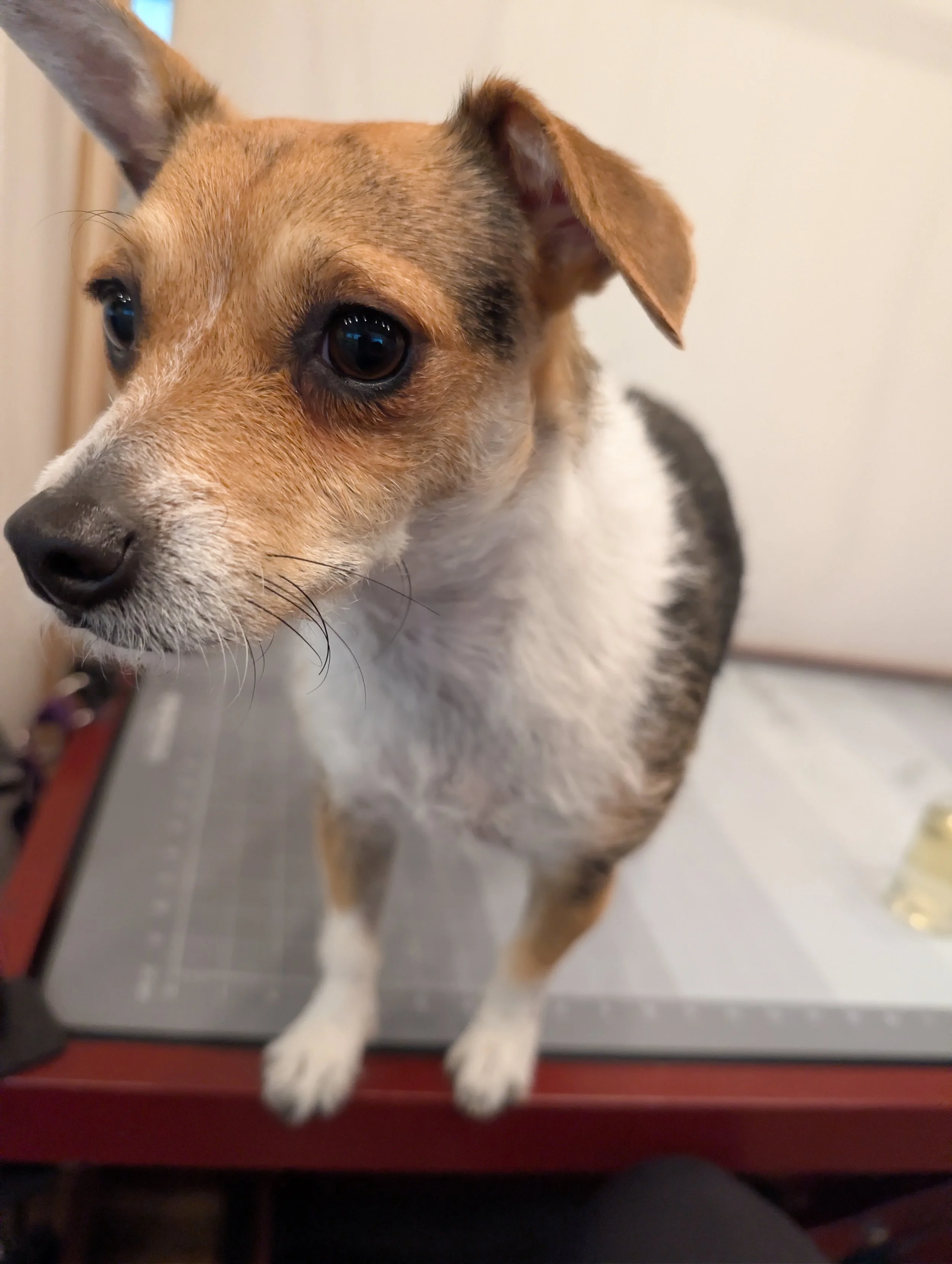 A close-up of a small dog with a tan and black coat, standing on a table. Freshly groomed by Pawsh Paws Mobile grooming in Phoenix, Arcadia, Biltmore, and Scottsdale.