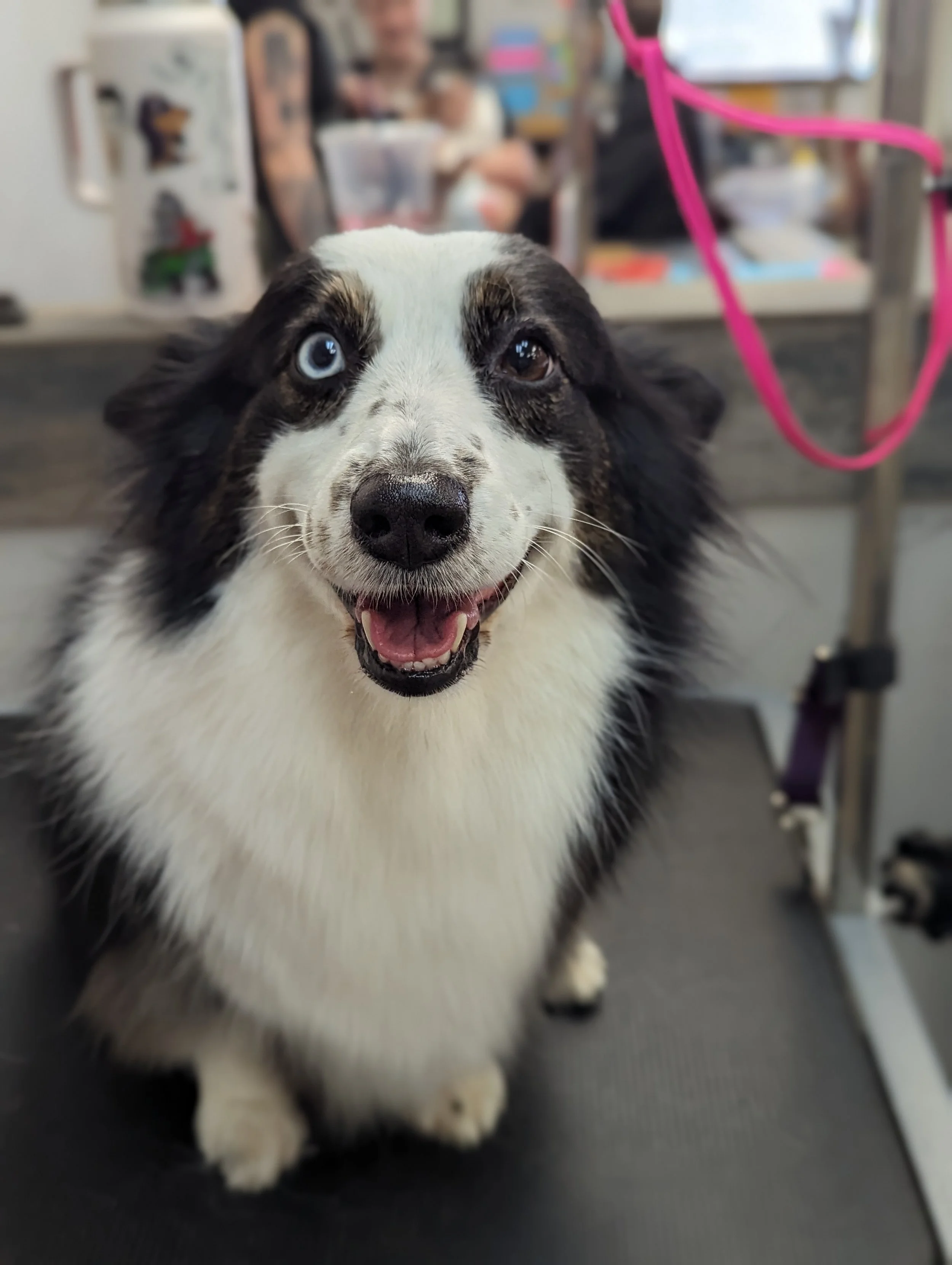 Cute black and white Australian Shepherd dog with blue and brown eyes, smiling, on grooming table at a pet grooming salon. Freshly groomed by Pawsh Paws Mobile Dog grooming in Arcadia, Scottsdale and Phoenix. 