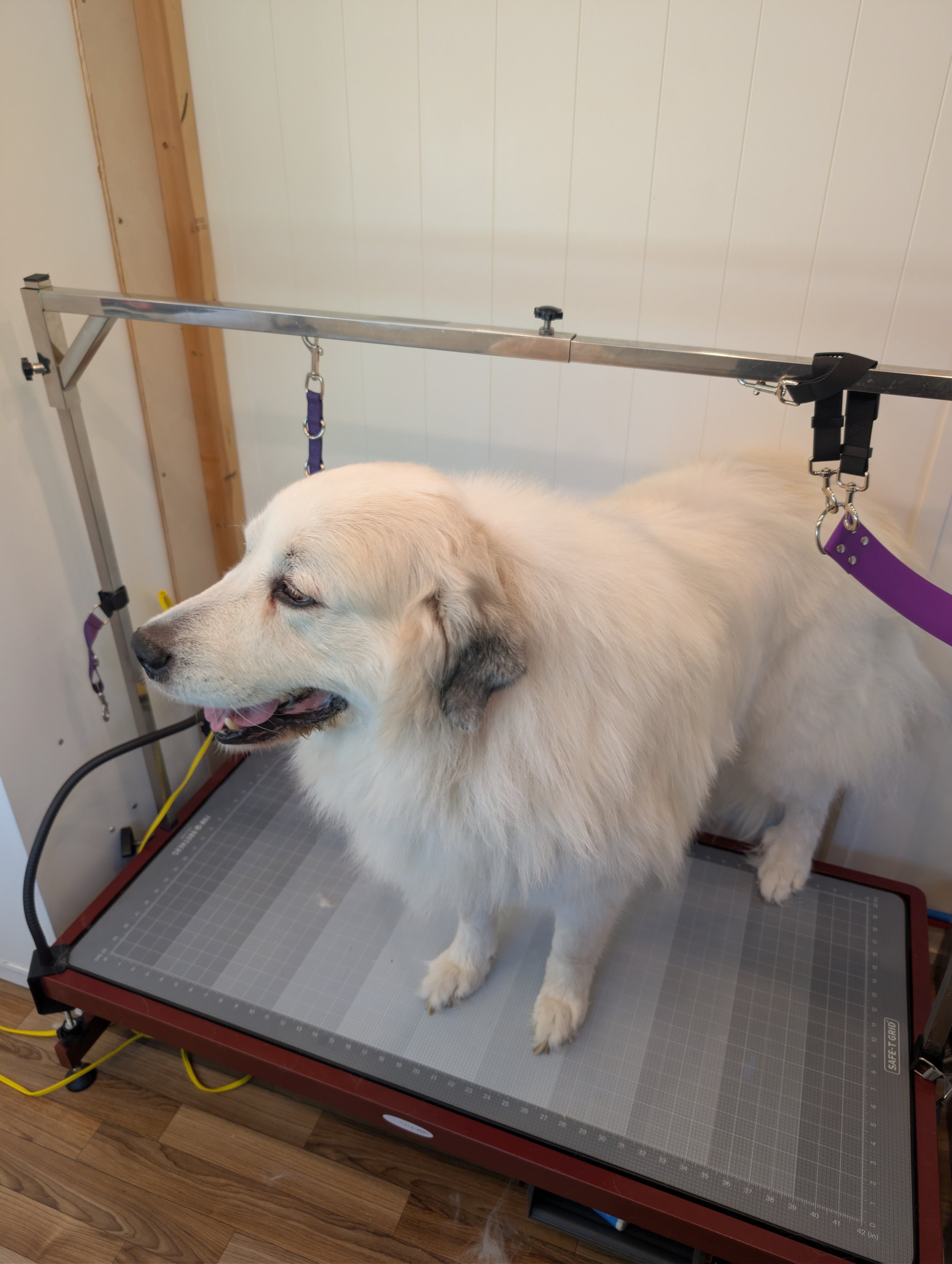 A giant white, long hair, double coated Great Pyrenees standing on a grooming table in a mobile grooming bus. Freshly groomed by Pawsh Paws Mobile grooming in Phoenix, Arcadia, Biltmore, and Scottsdale.